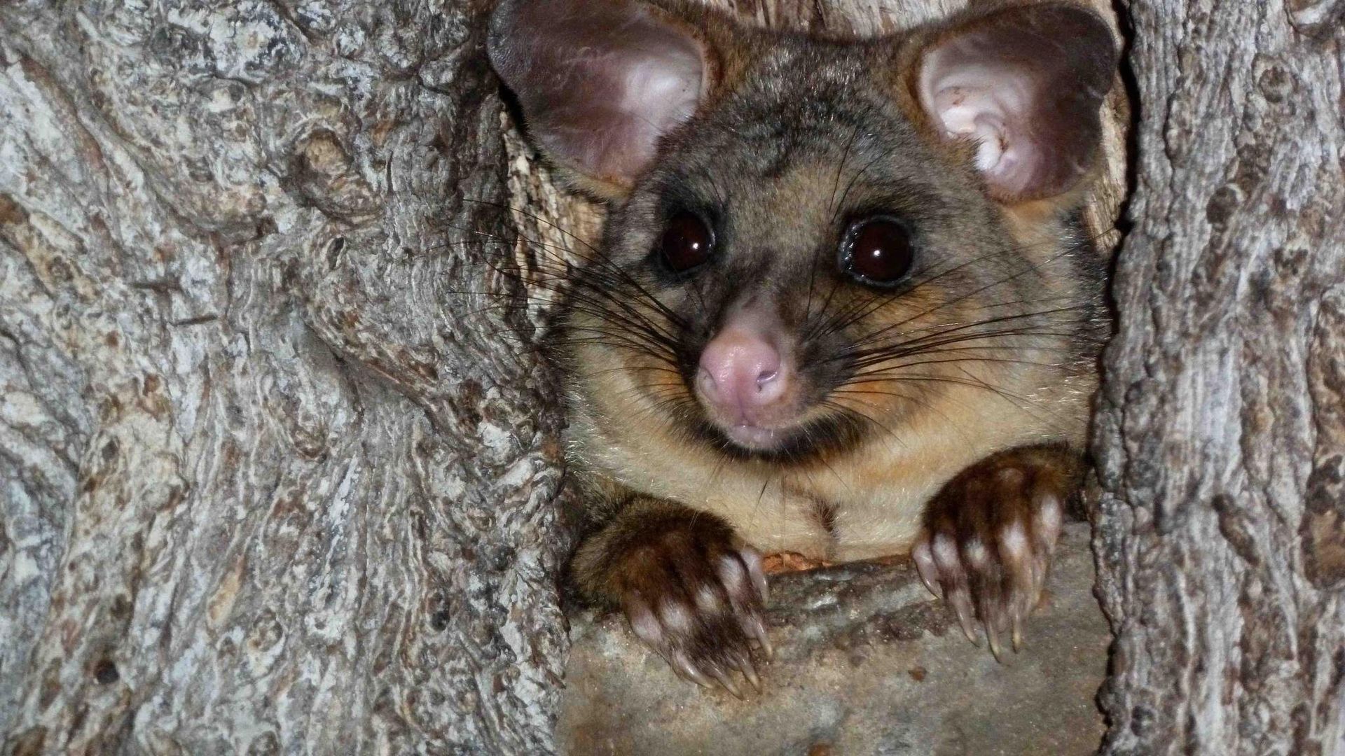 Possum Wars background