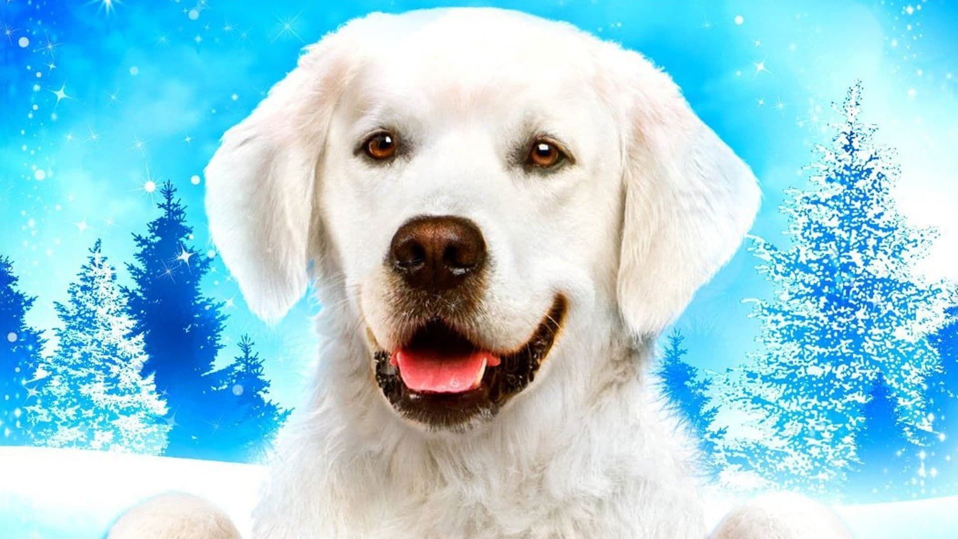 Adventures of Bailey: Christmas Hero background