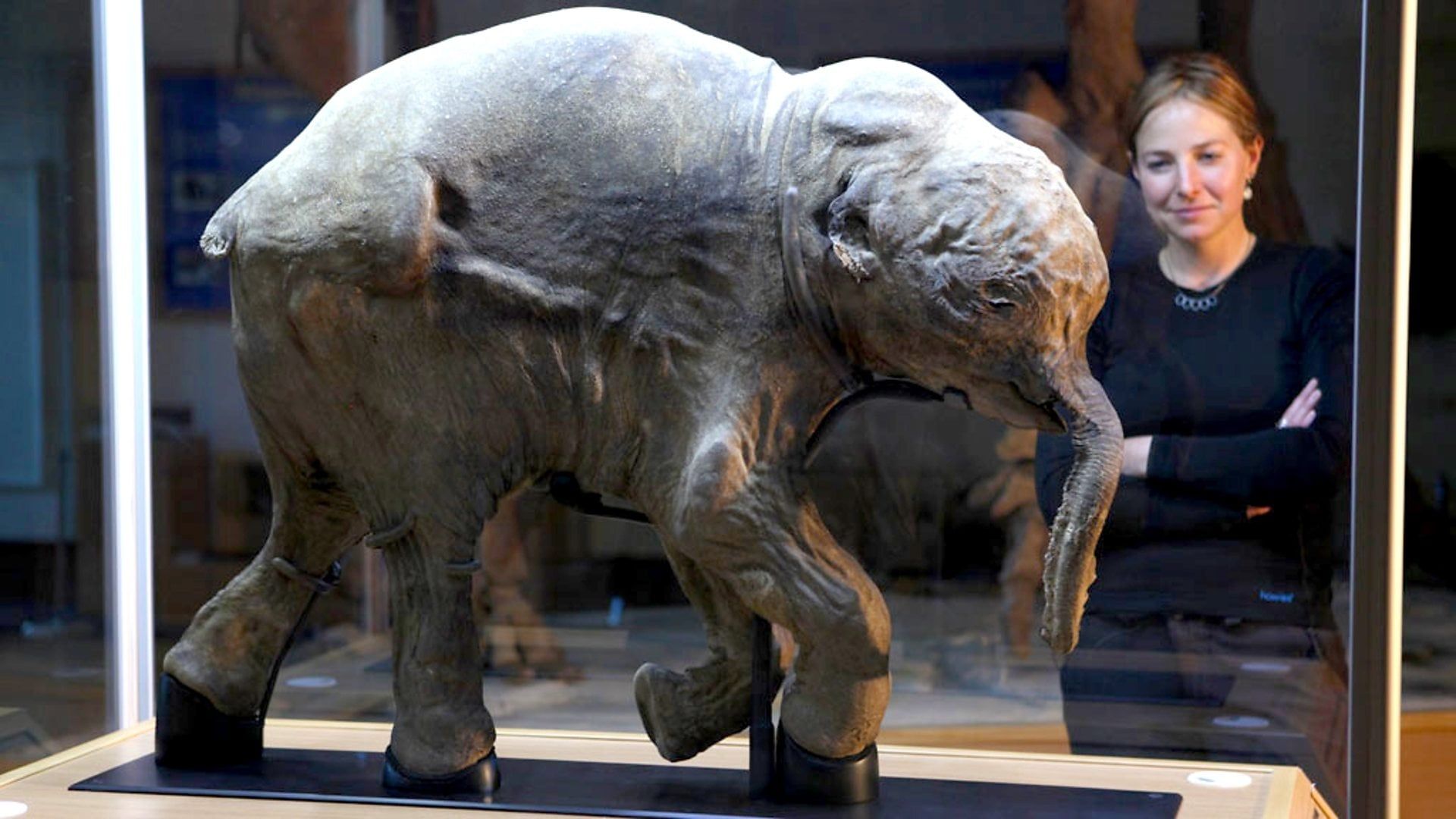 Woolly Mammoth: Secrets from the Ice background