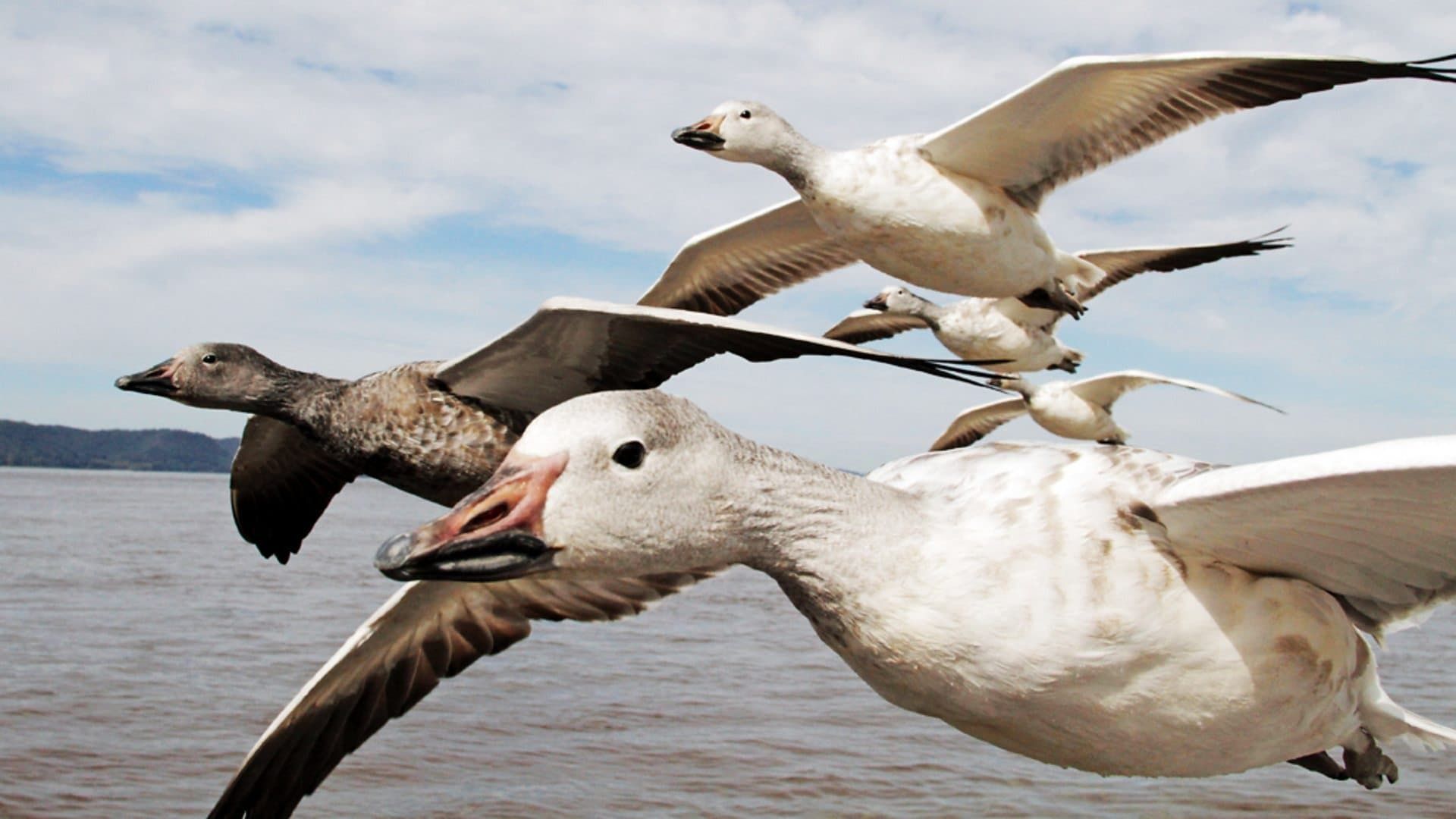 Earthflight background