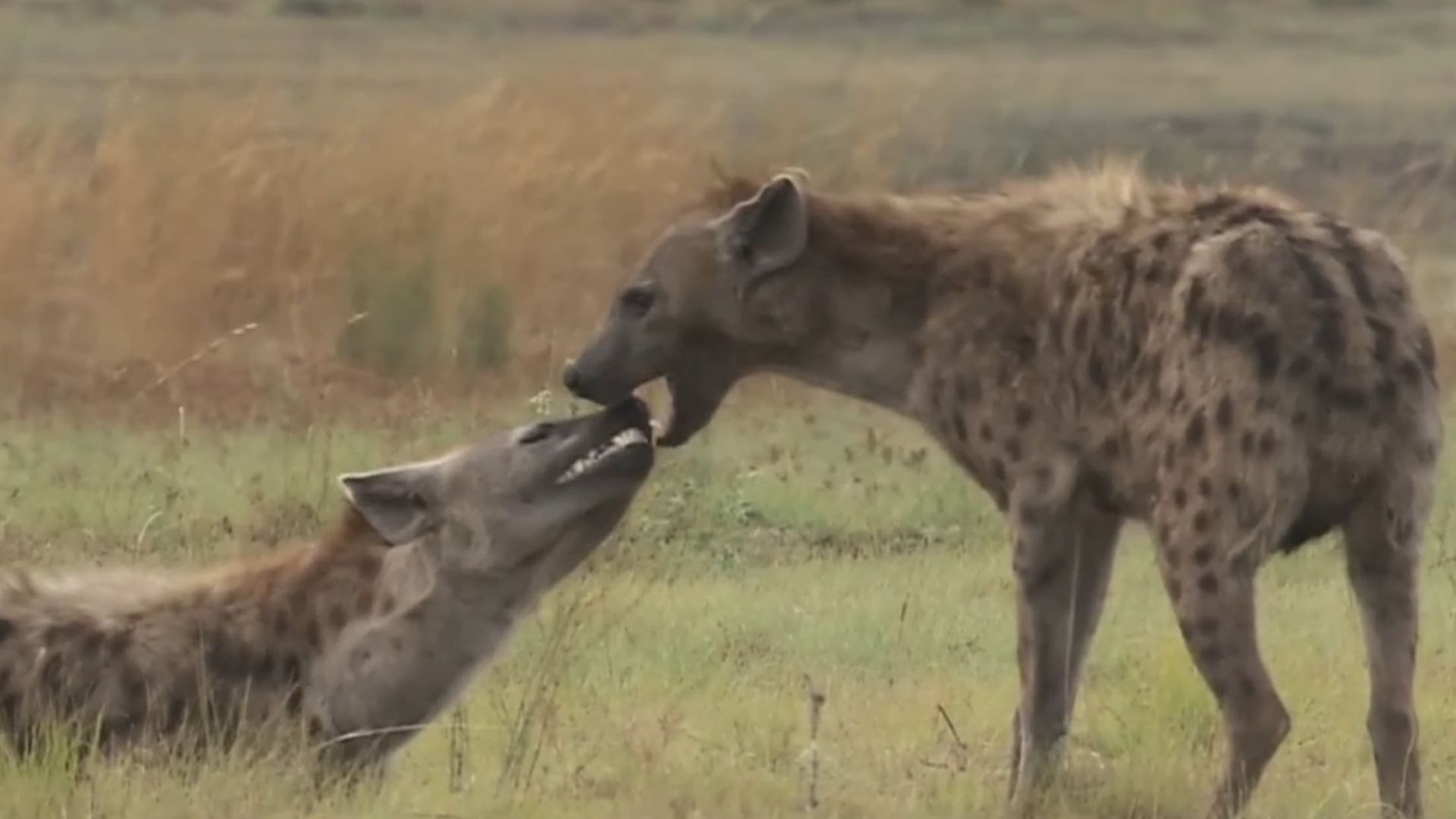 Clash of the Hyenas background
