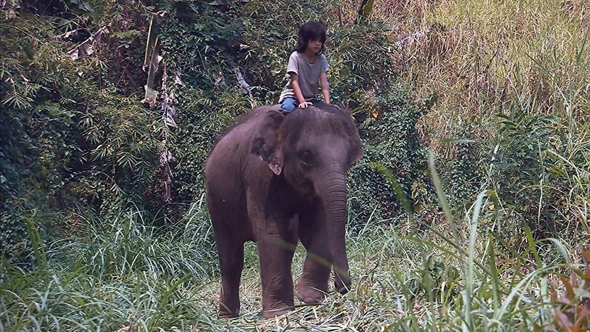 My Lucky Elephant background