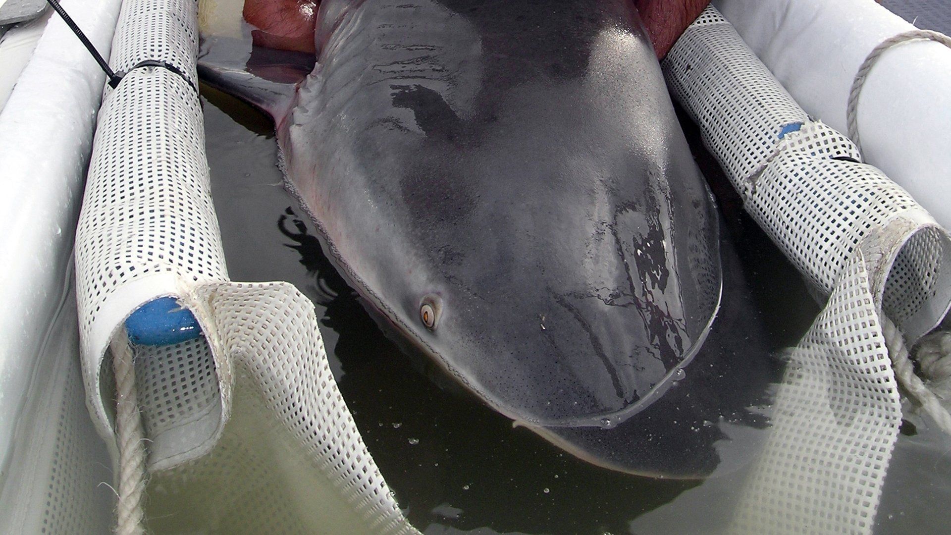 Sharks in the City: Bull Sharks in the Backyard background