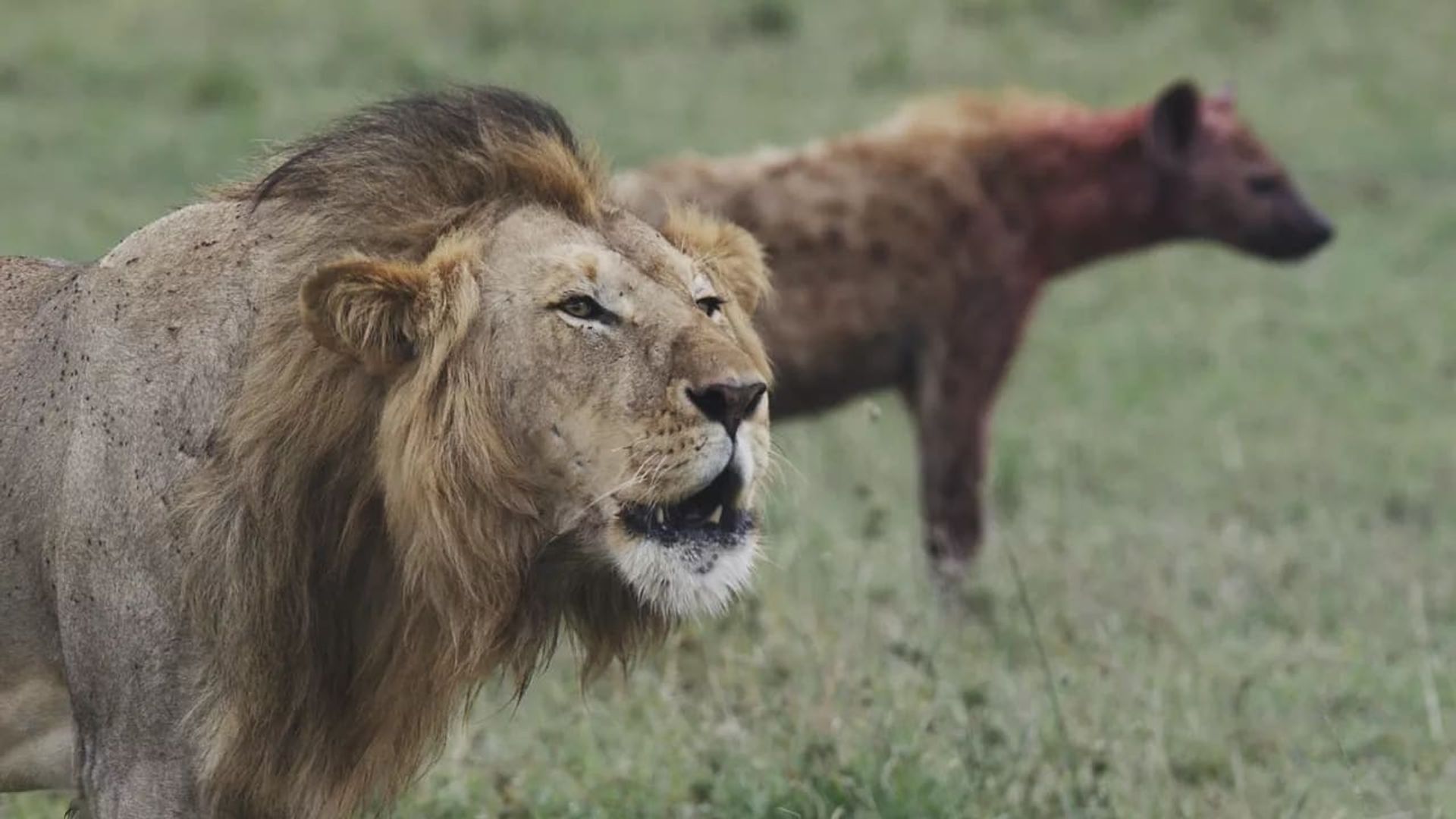 Lions and Hyenas: Owners of Death, Guardians of Life background