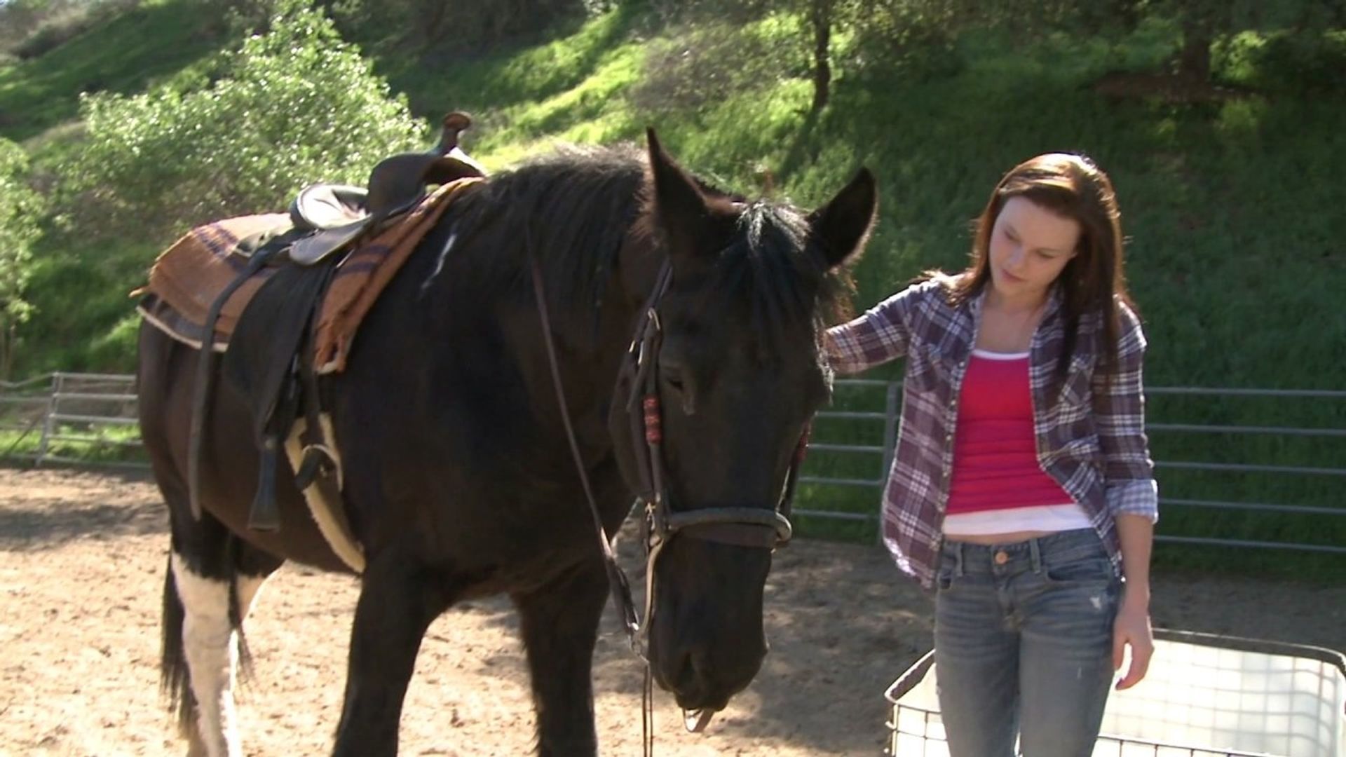 A Talking Pony!?! background