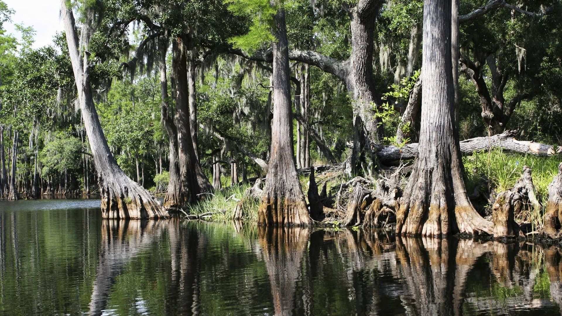 Skunk Ape Unit: Escape from NACK Ba background