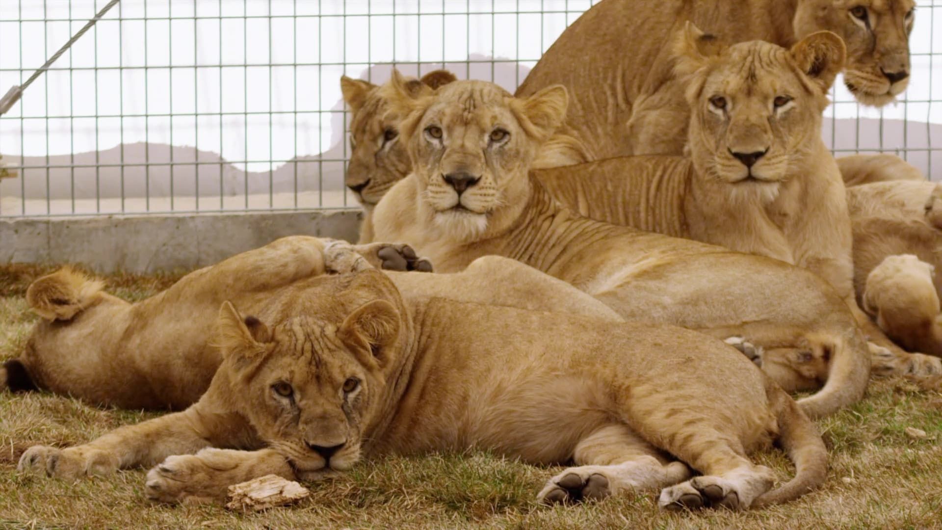 Lion Ark background