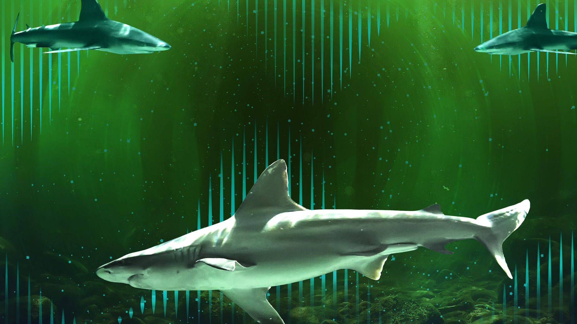 Bull Shark Bandits background