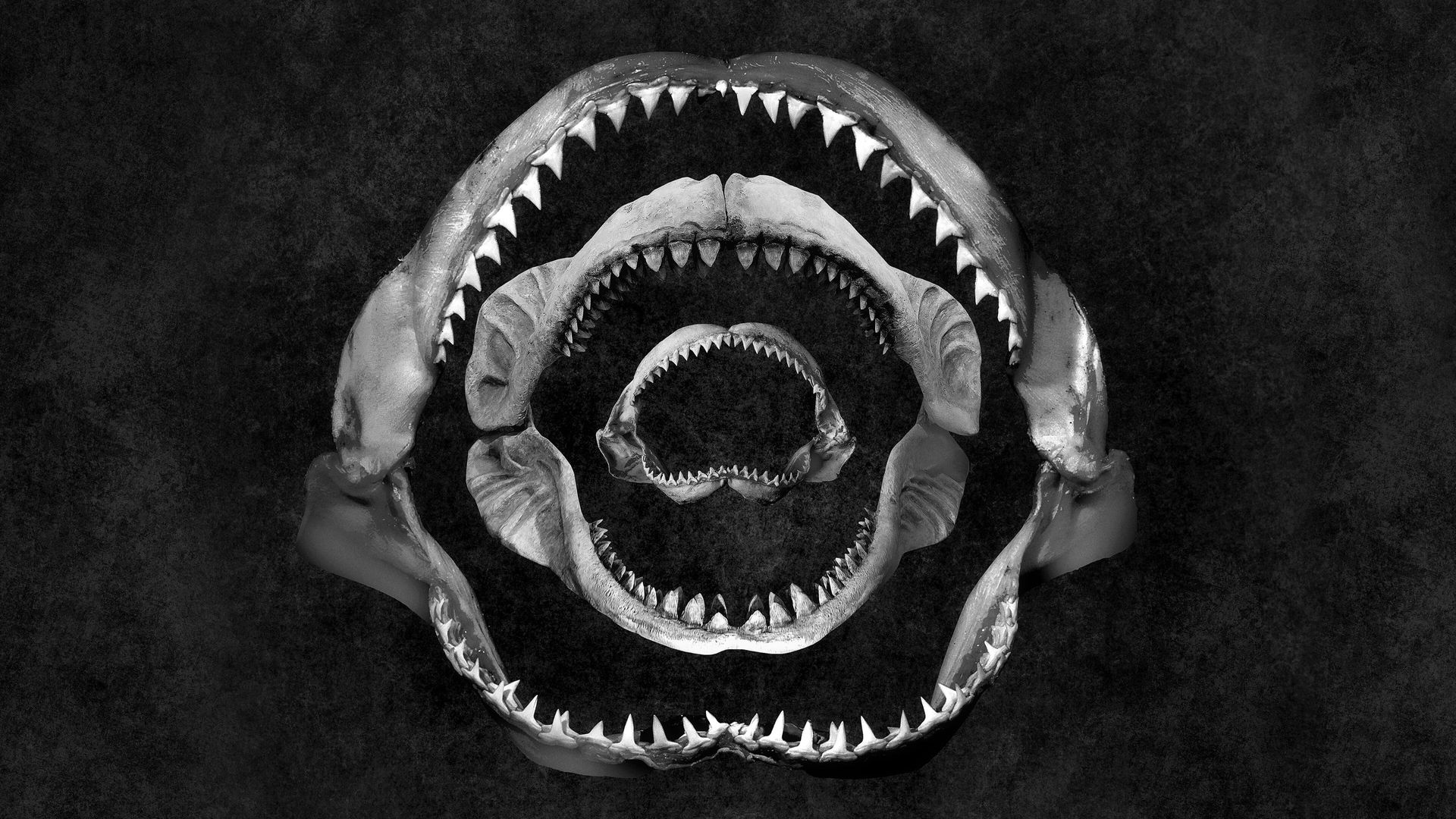 Shark Eat Shark background
