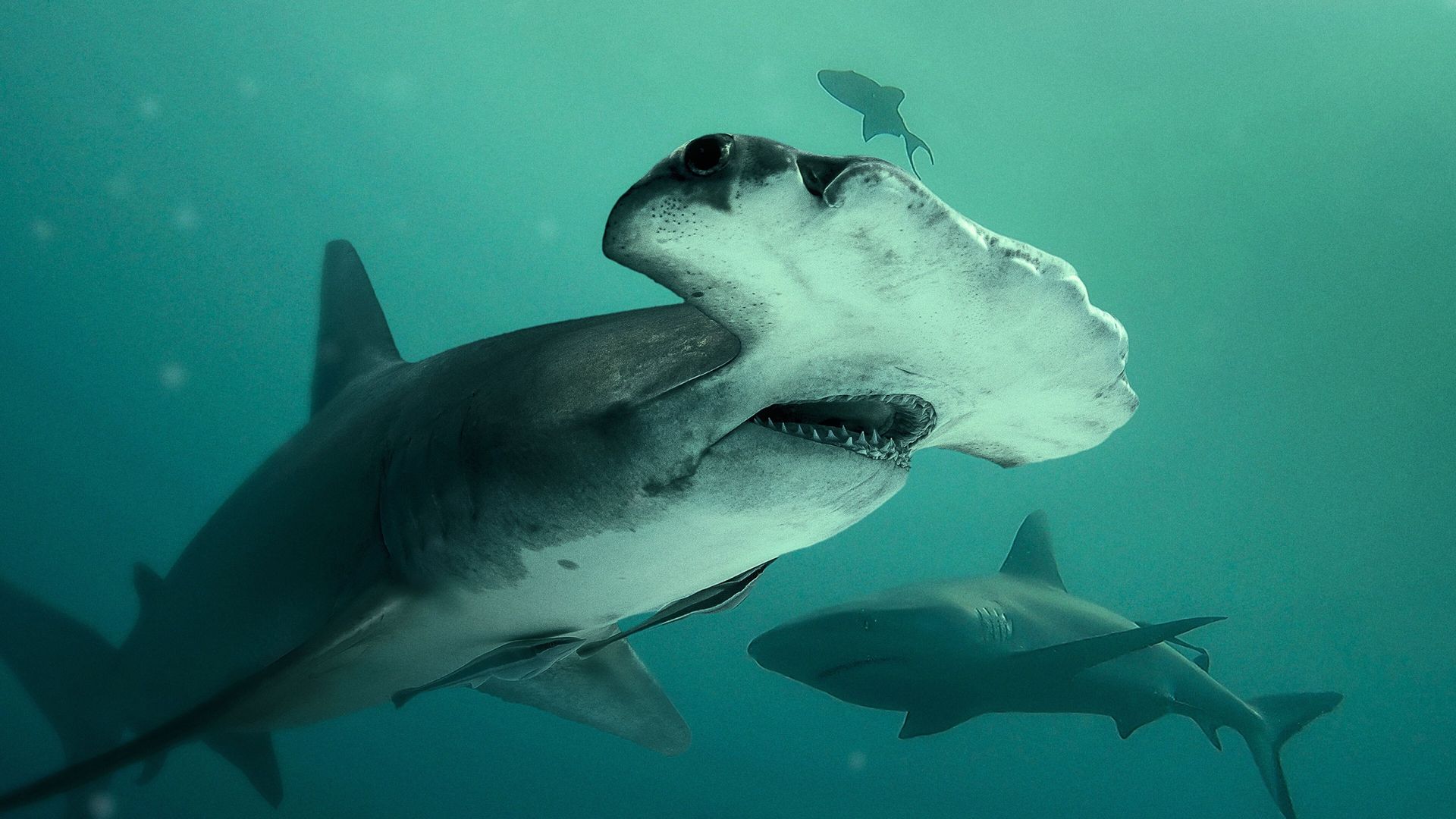 Bull Shark vs Hammerhead background