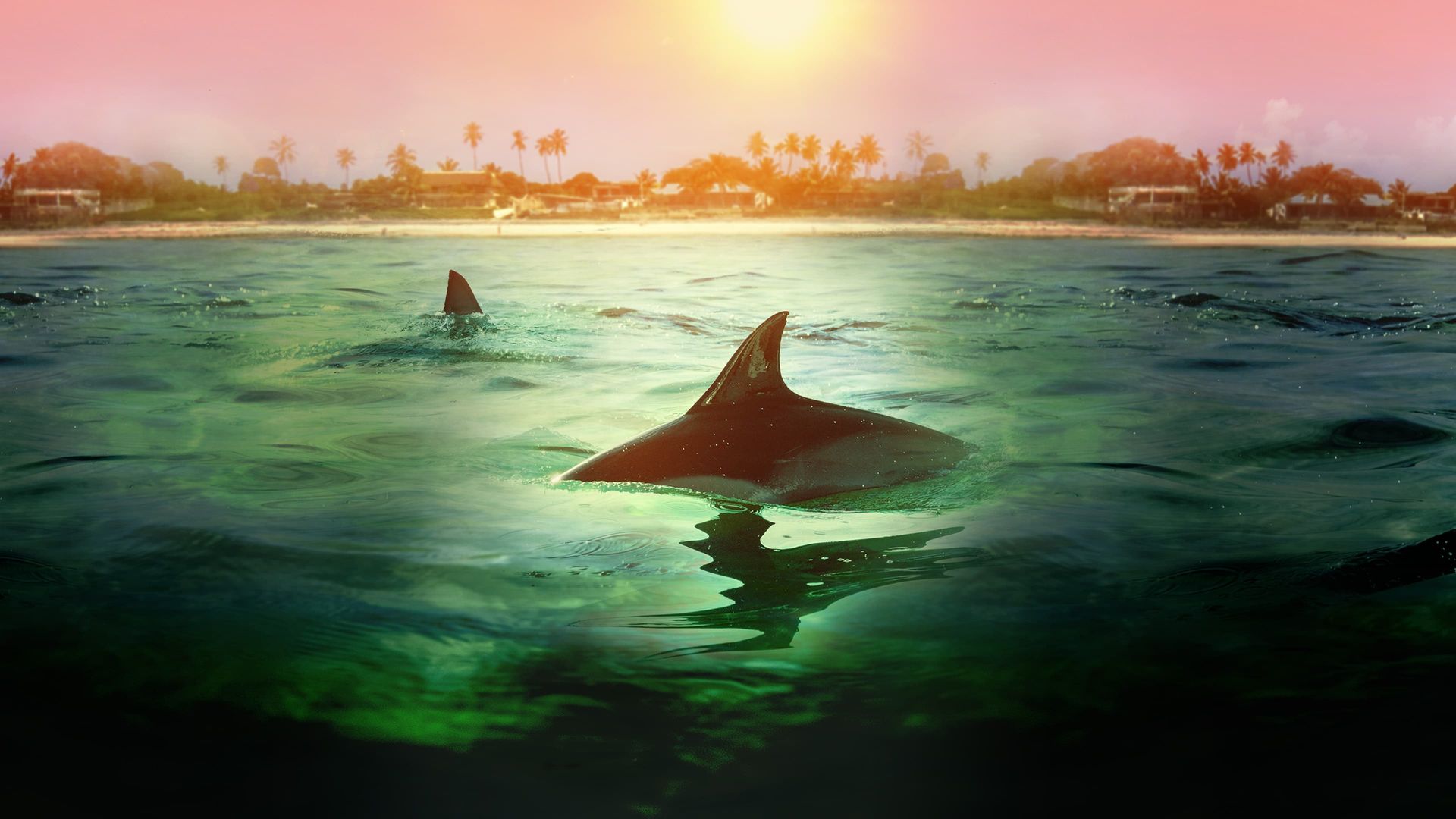 Sharks vs Dolphins: Bahamas Battleground background