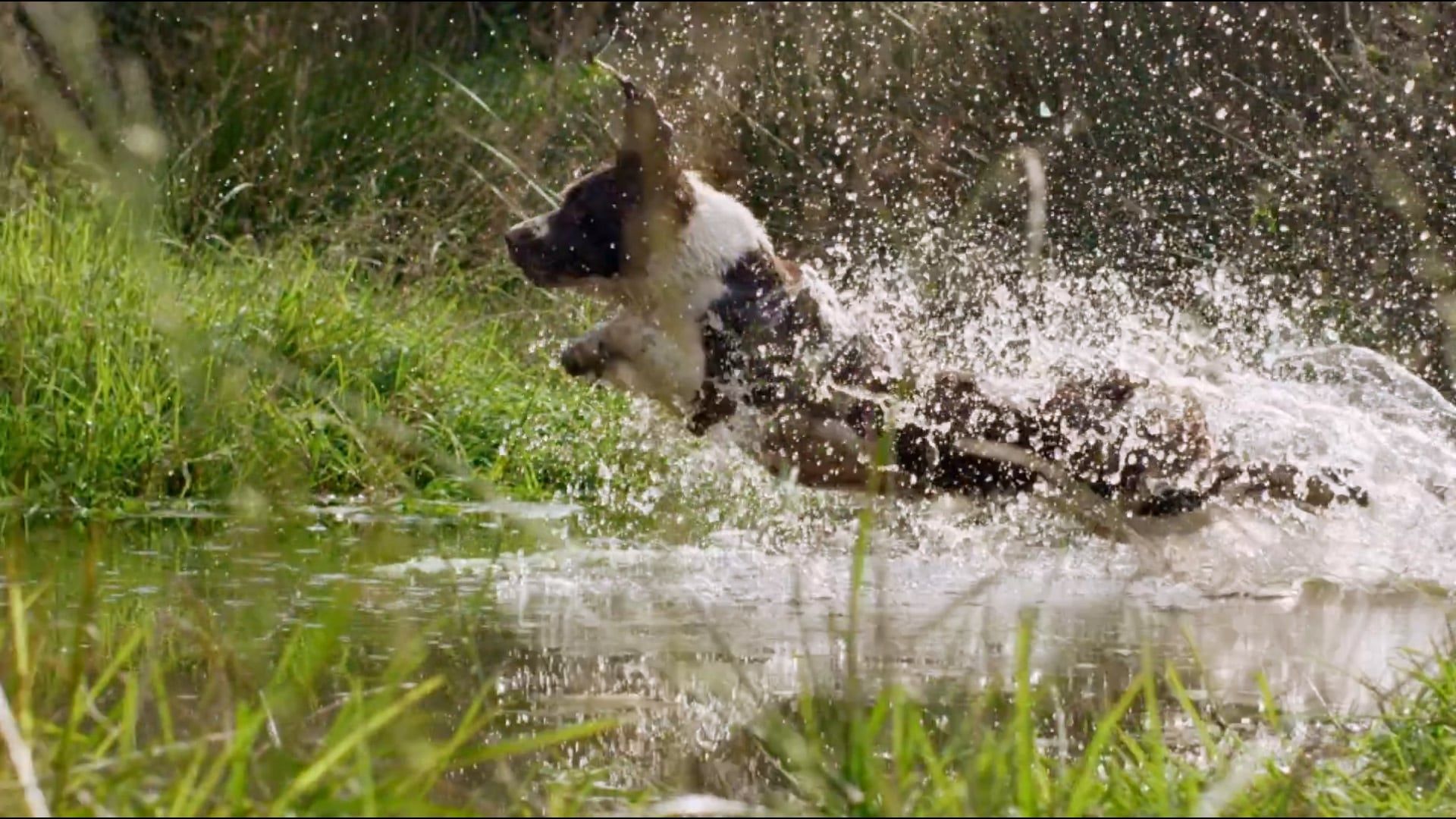 Secret Life of Dogs background