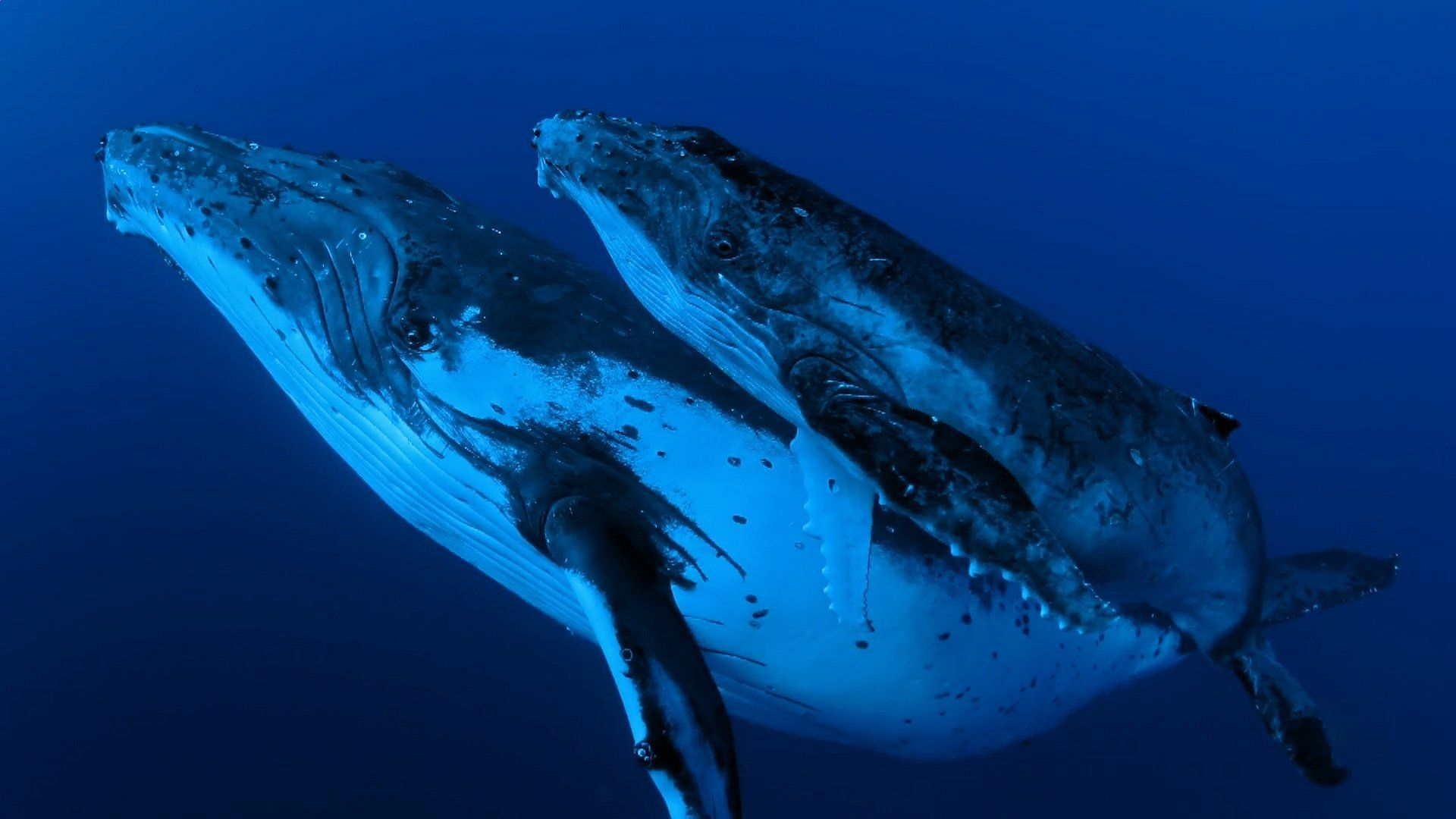 Whale Wisdom background