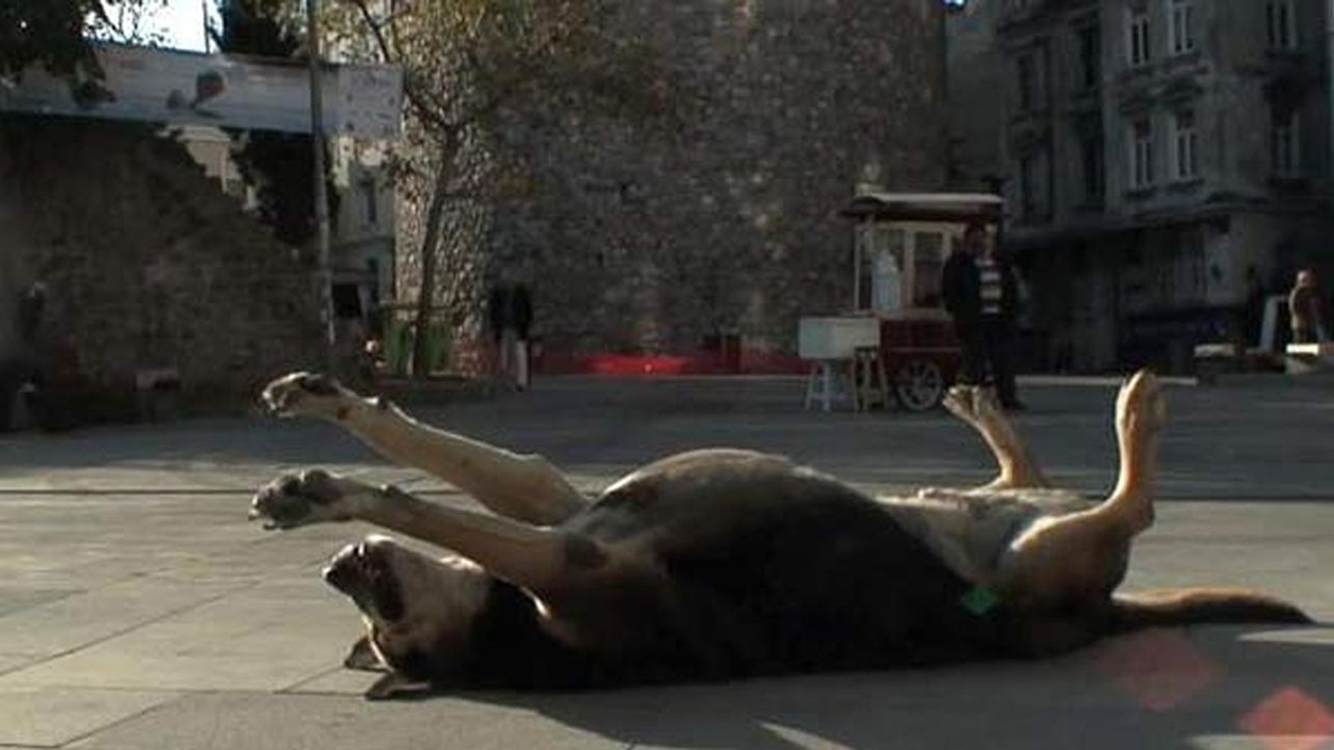 Tashkafa: Stories of the Street background