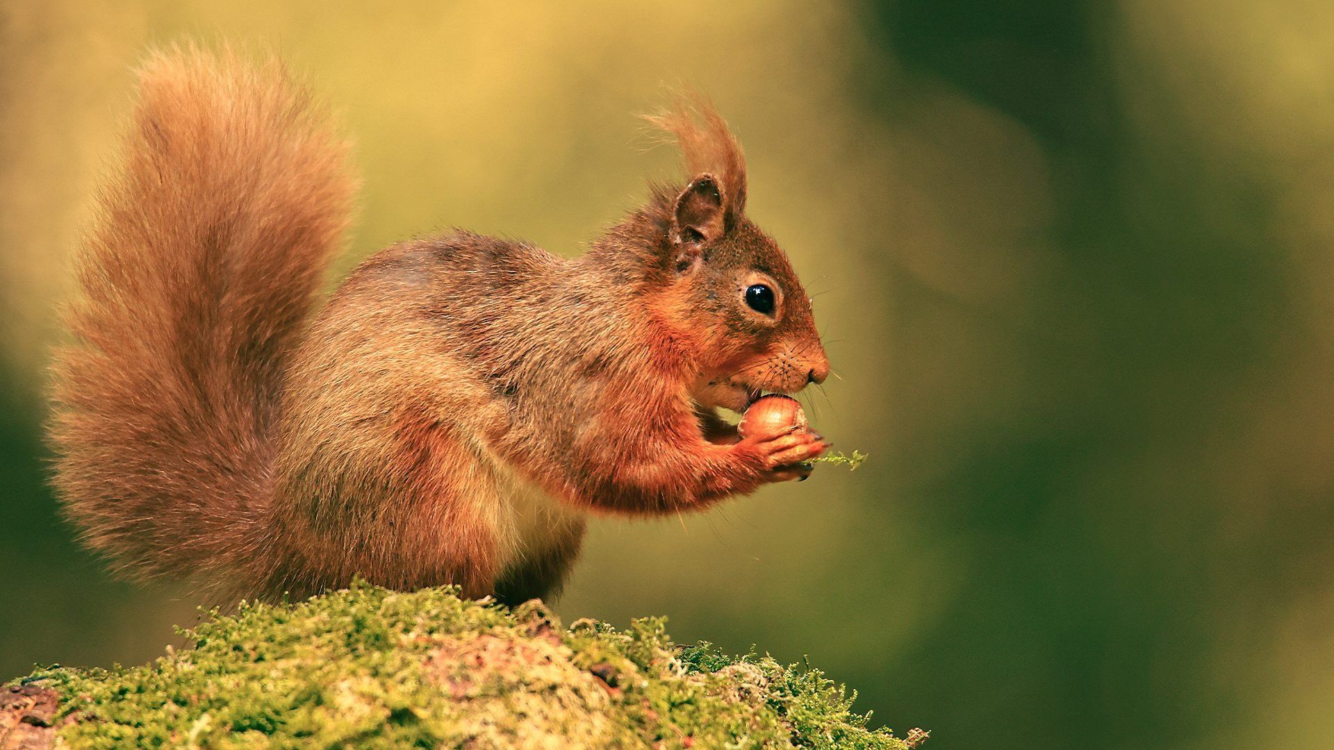 Cumbrian Red - Saving Our Red Squirrel background
