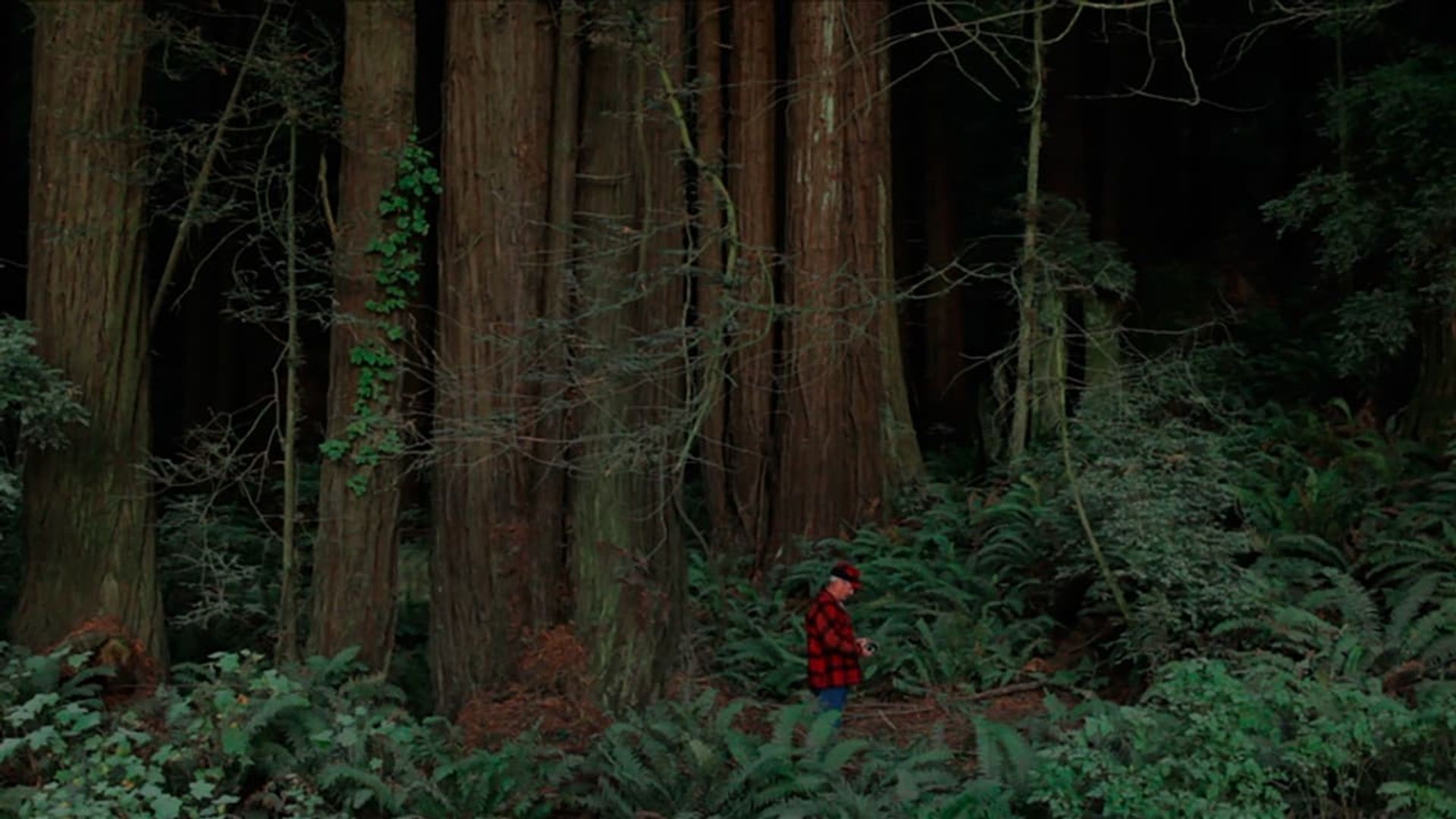 Behind the Redwood Curtain background