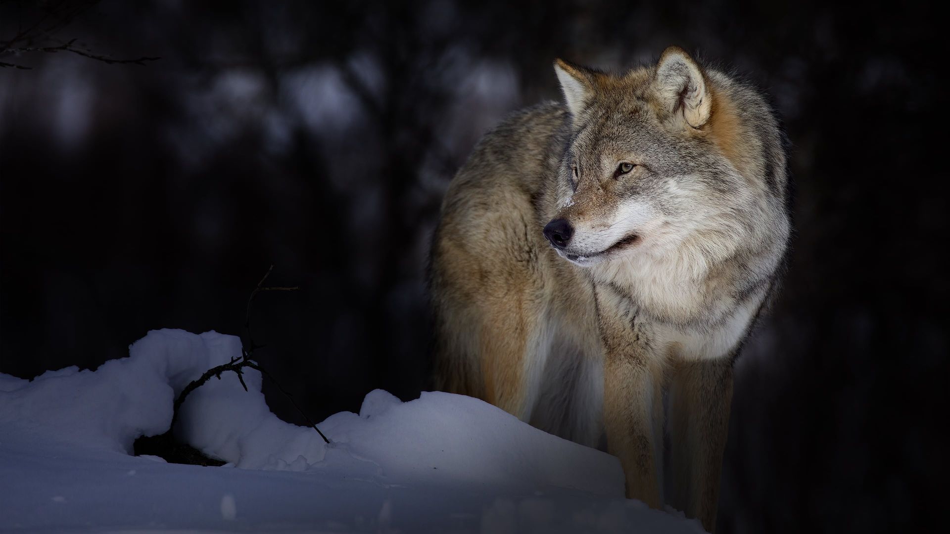 Wild Lapland background