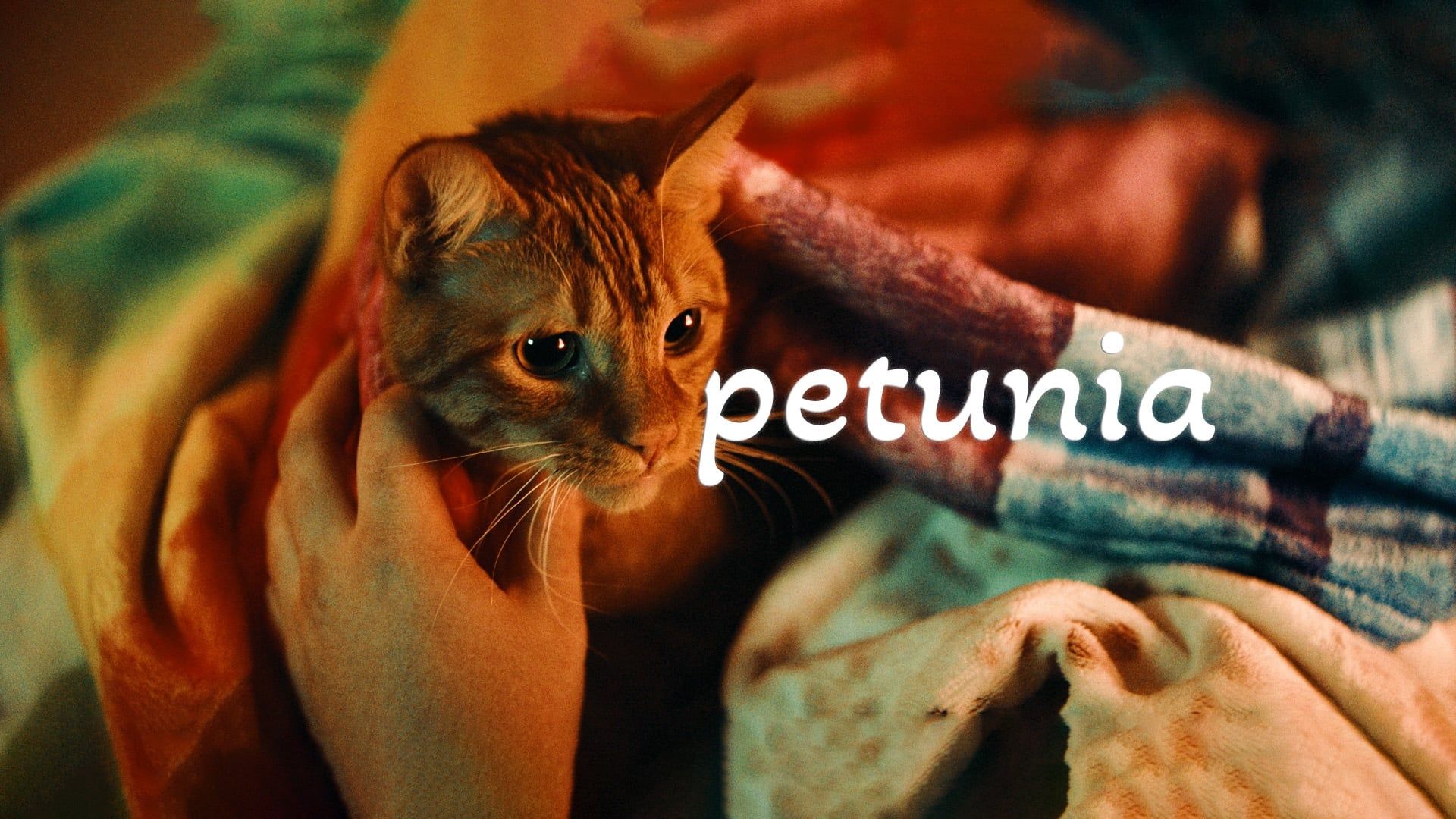 Petunia background