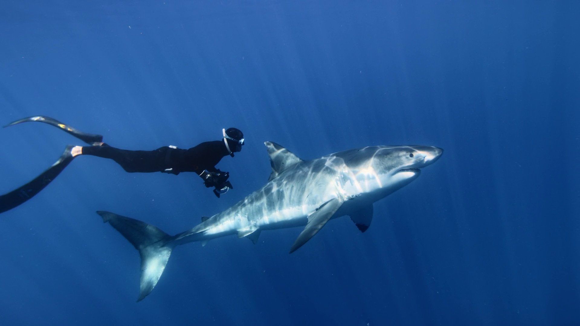 Great White Shark background