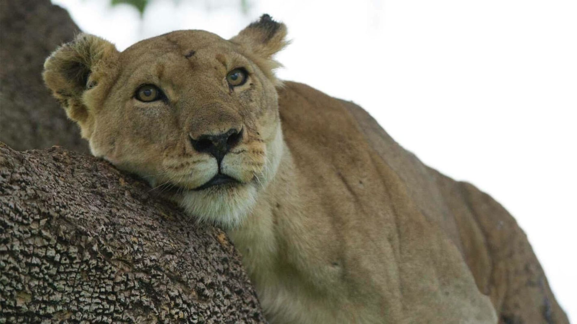 Lion: The Rise and Fall of the Marsh Pride background