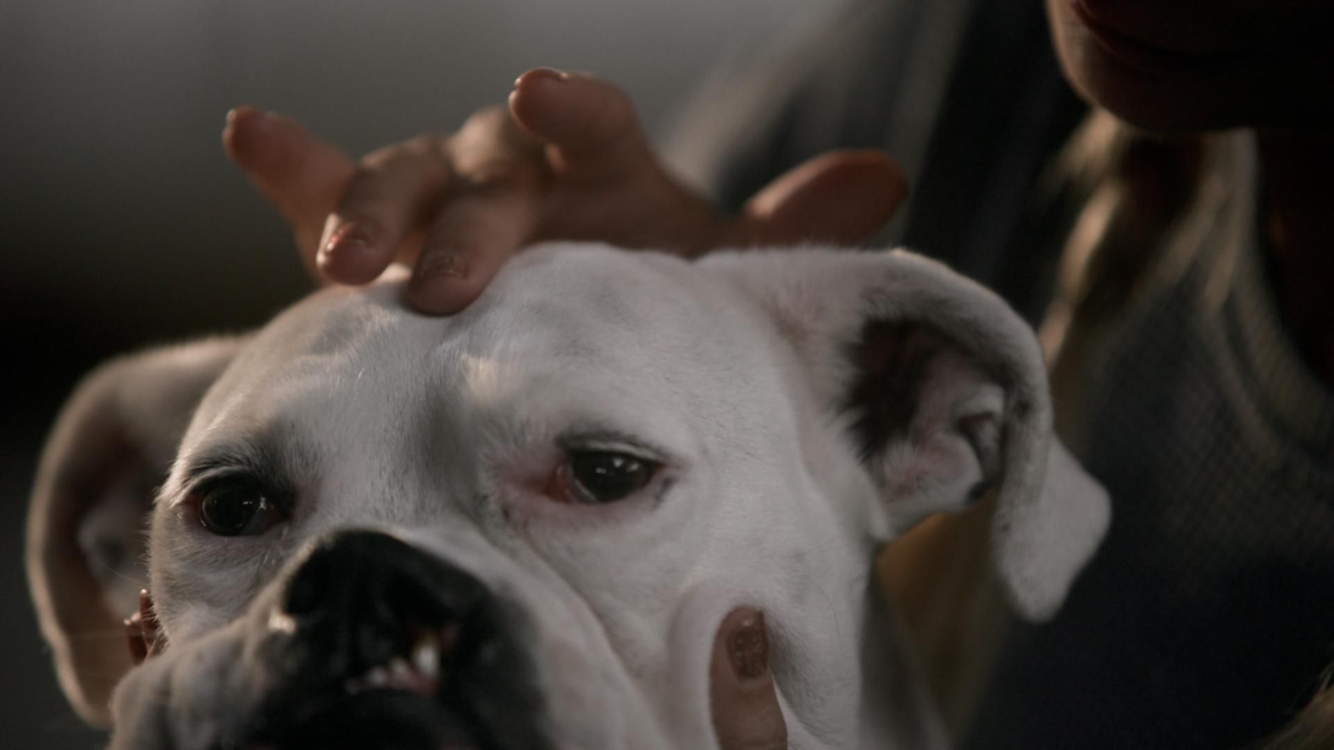 The School of Canine Massage background