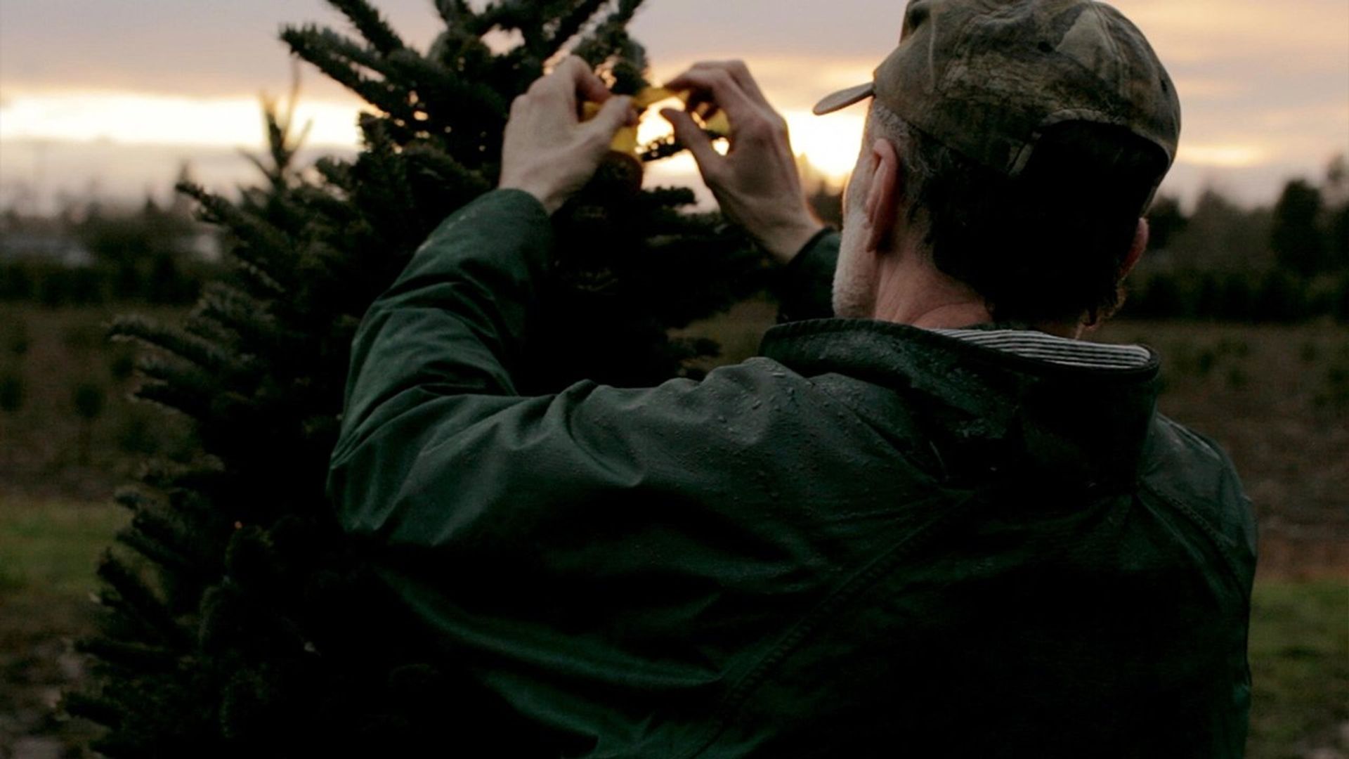 Noble Fir background