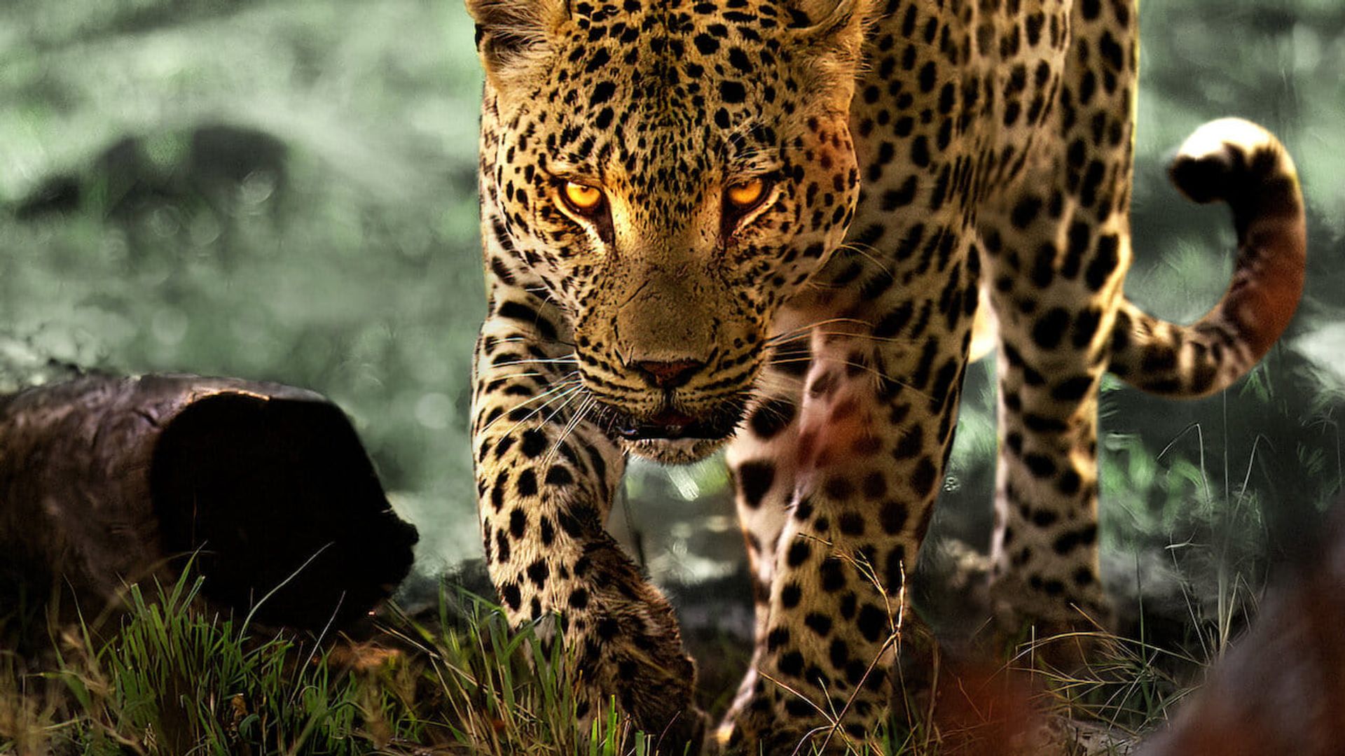 Living with Leopards background