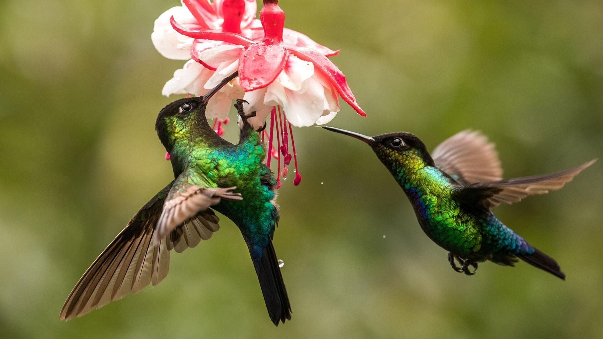 The Hummingbird Effect background