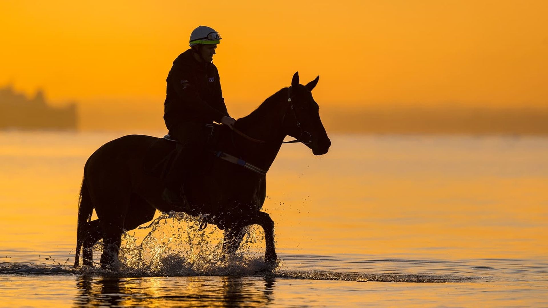 A Horse Named Winx background