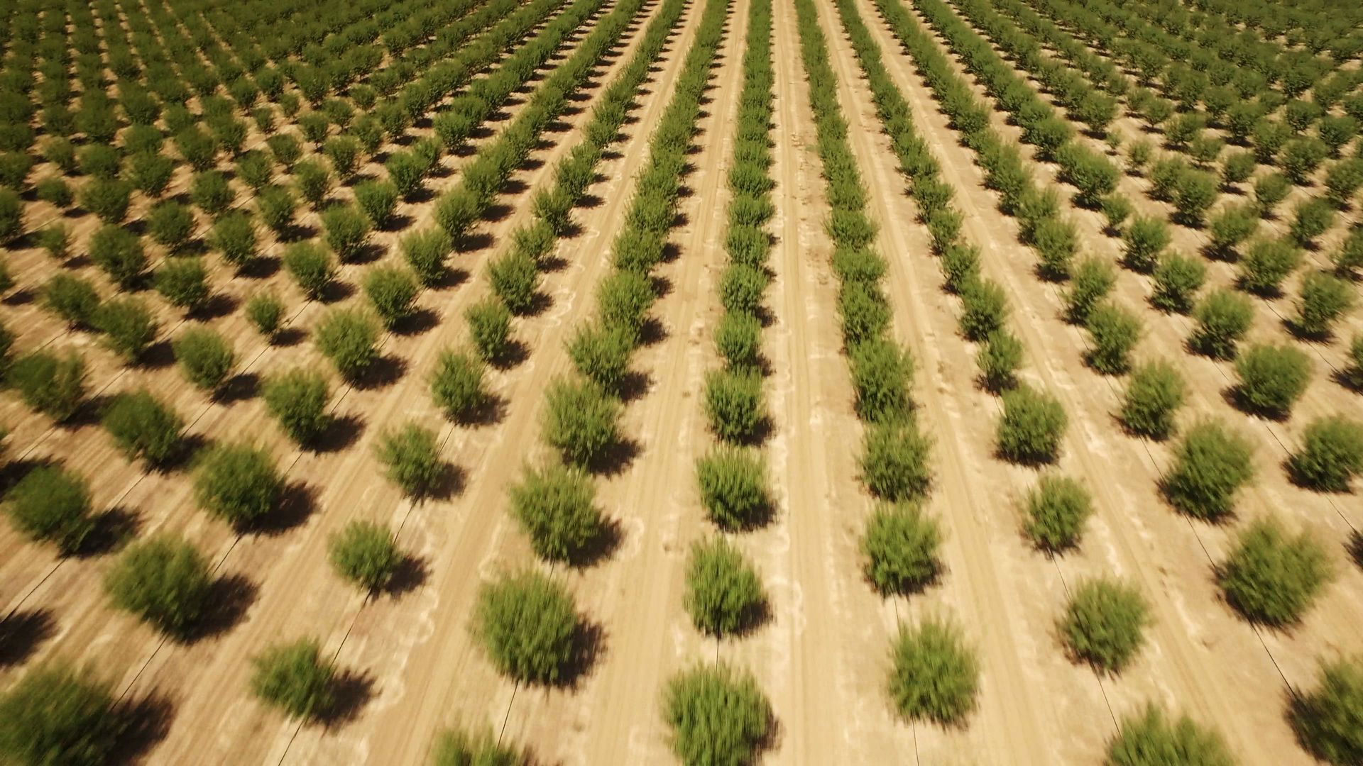 Pistachio Wars: Killing California for a Snack Food background