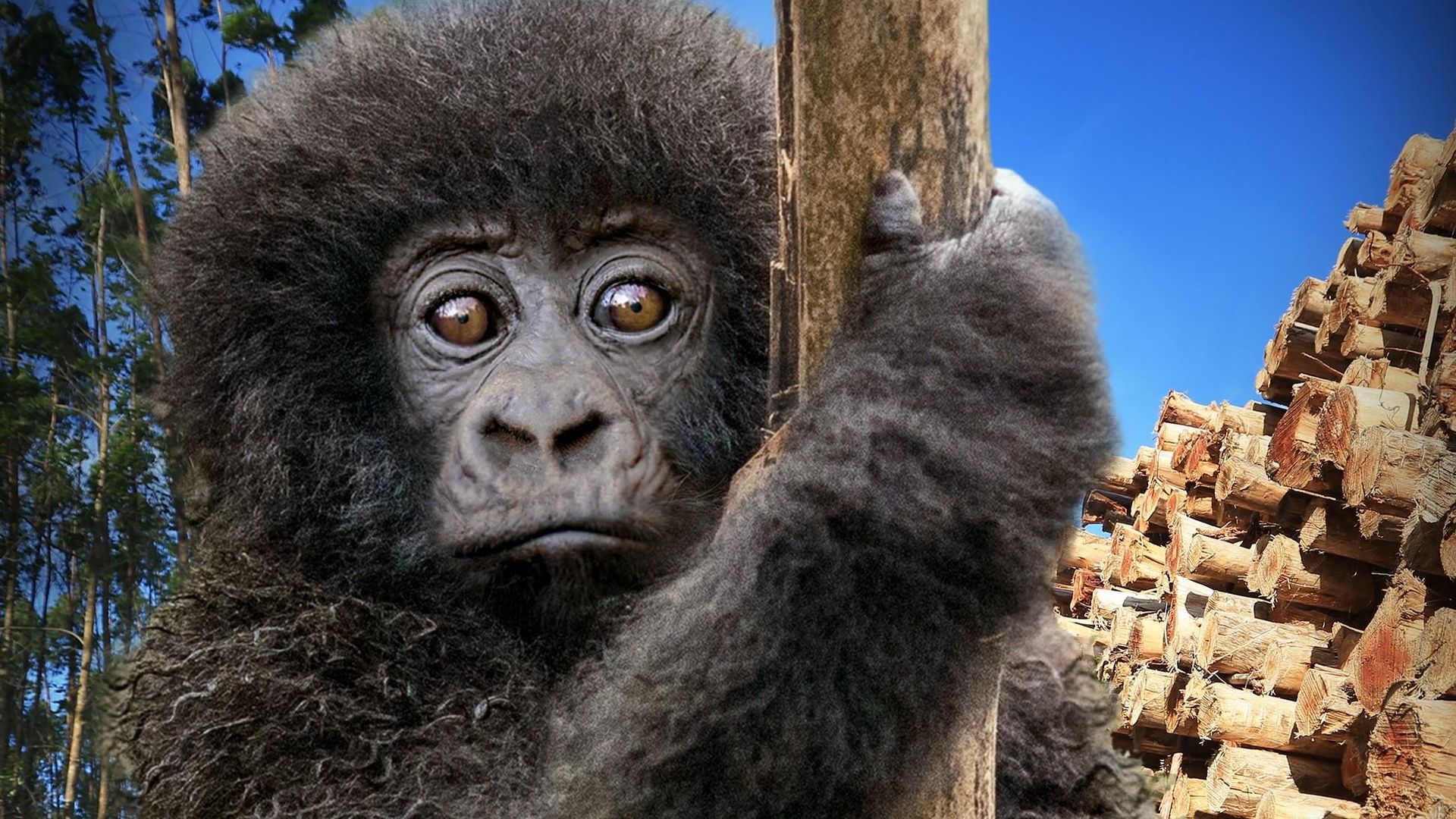 Escape from Extinction Rewilding background