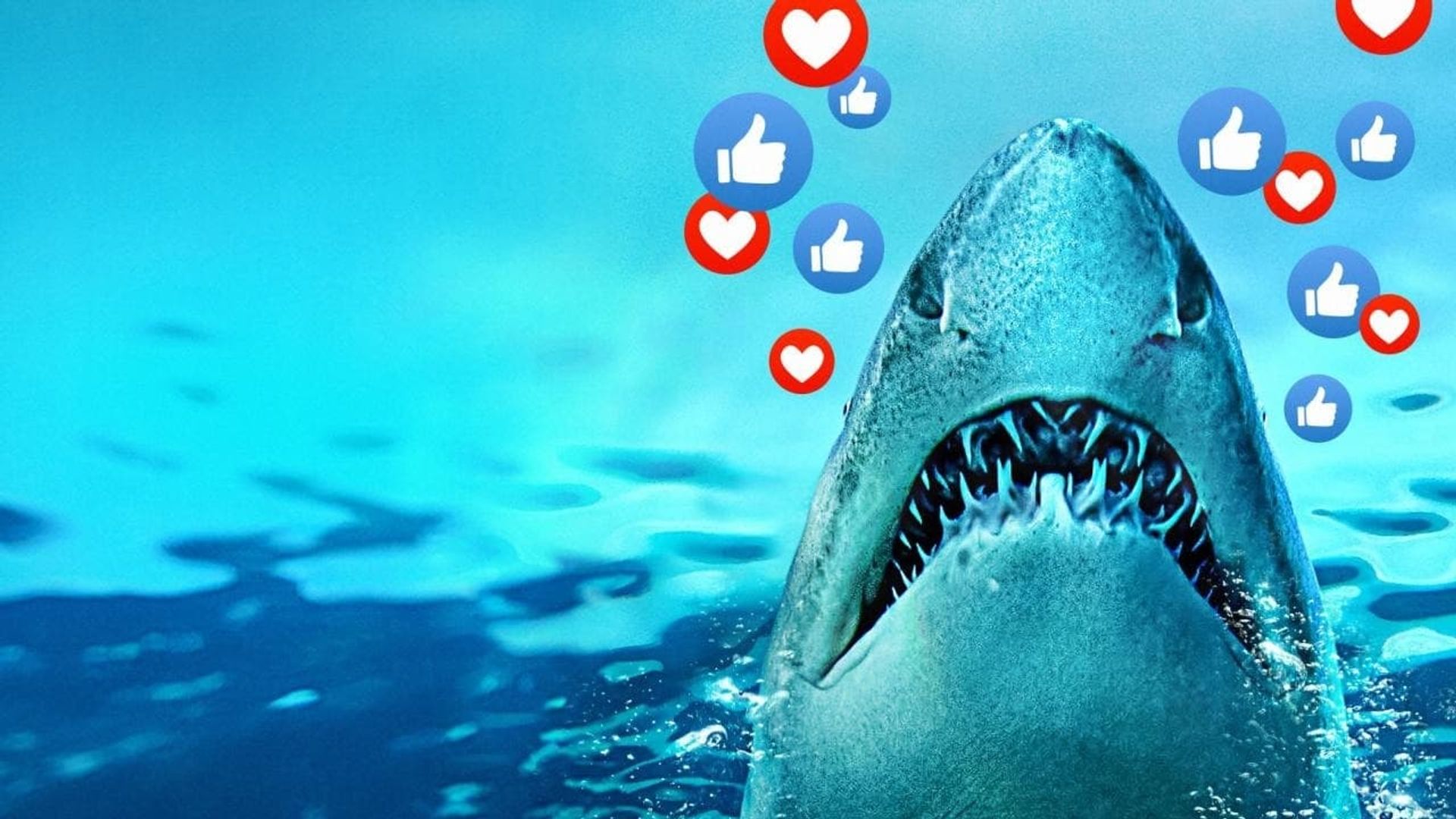 Sharks Gone Viral background