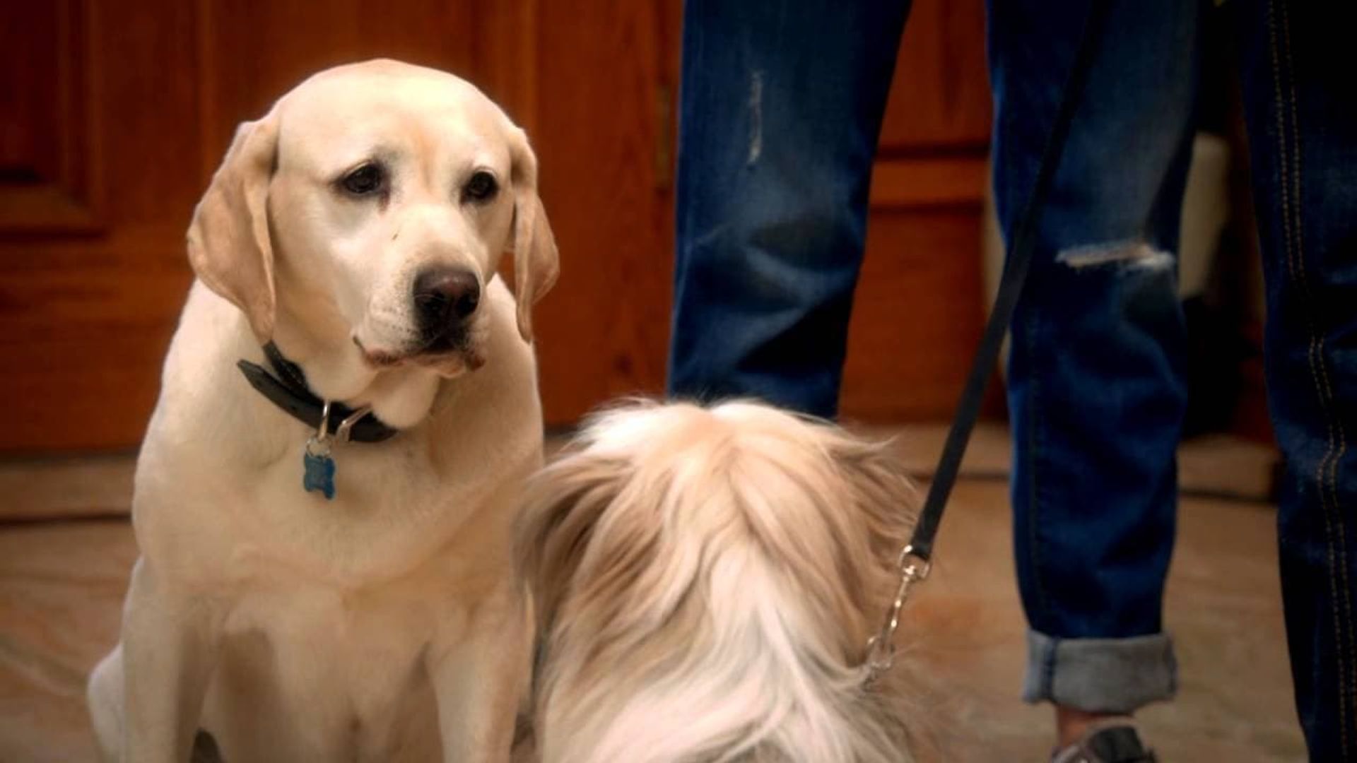 The Dog Who Saved Easter background