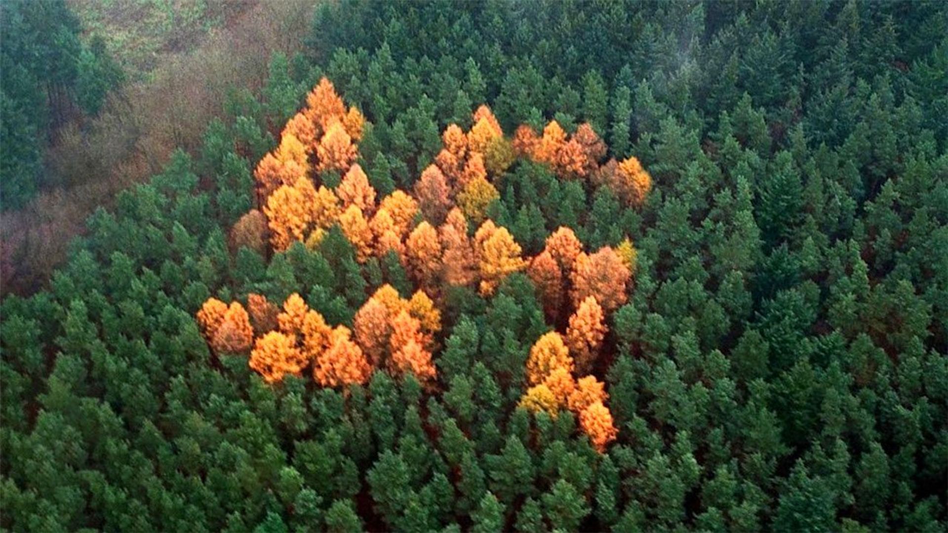 The Story of the Swastika background