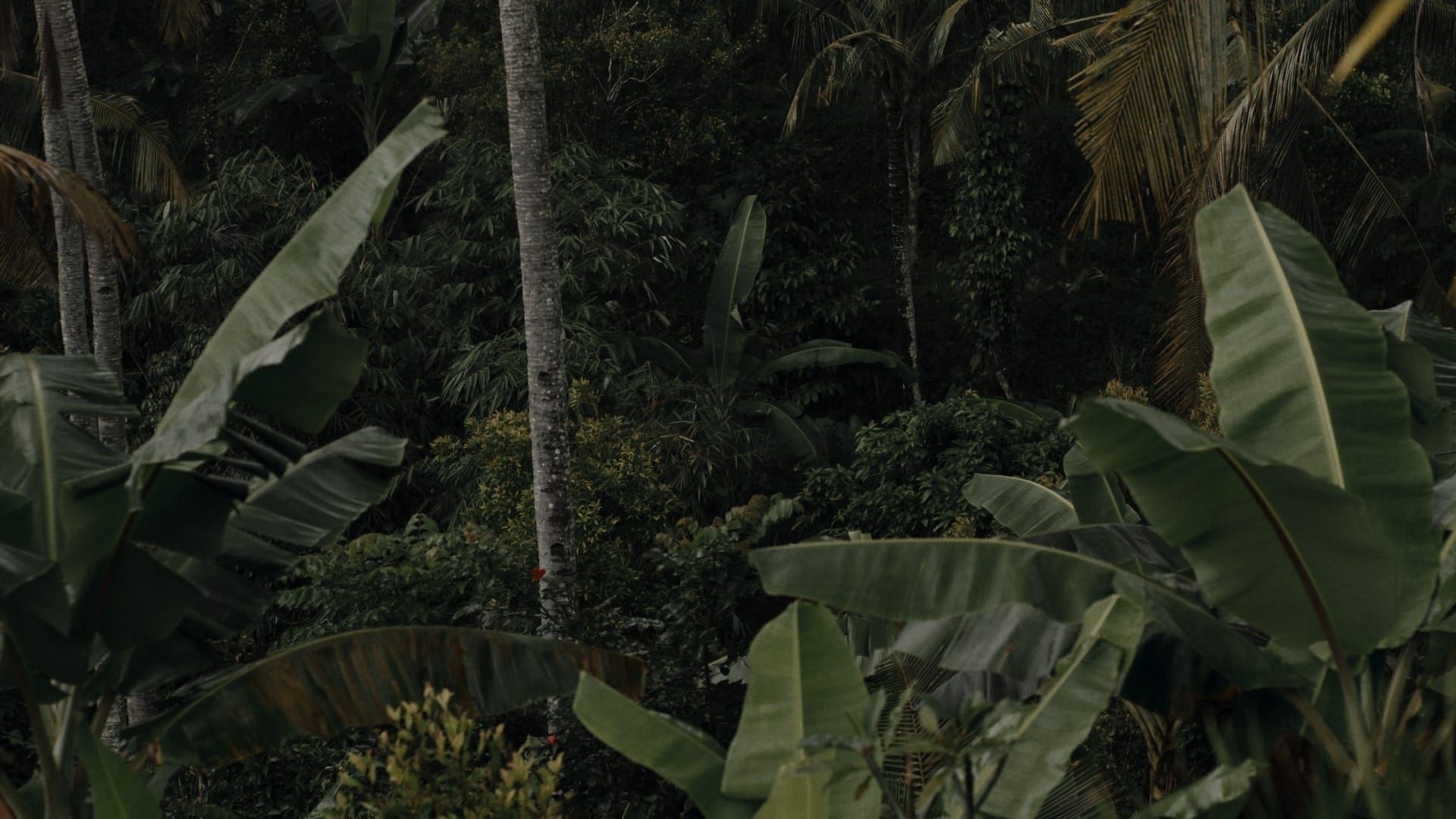 Possibility of Paradise background