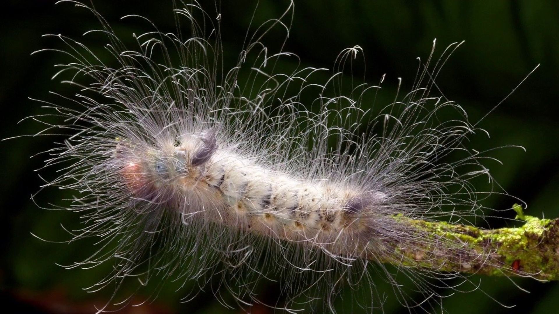 Learning to See: The World of Insects background