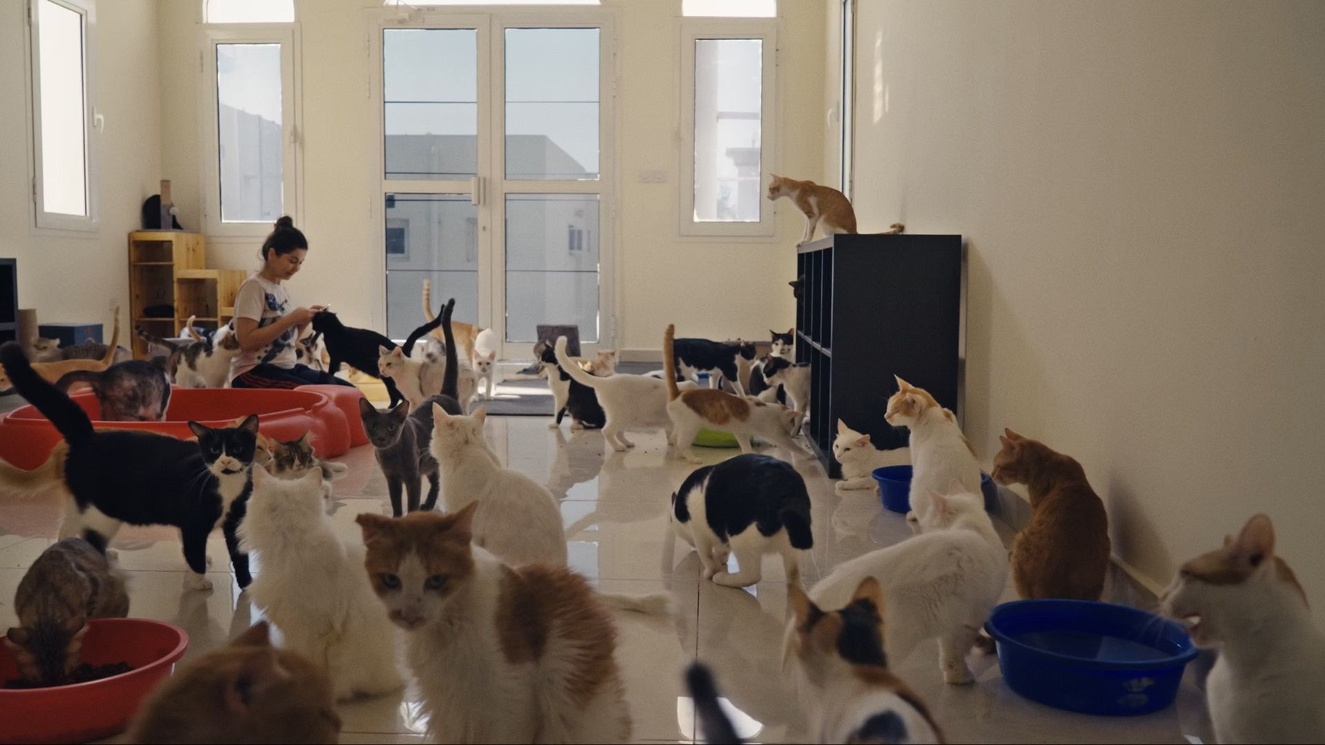 25 Cats from Qatar background