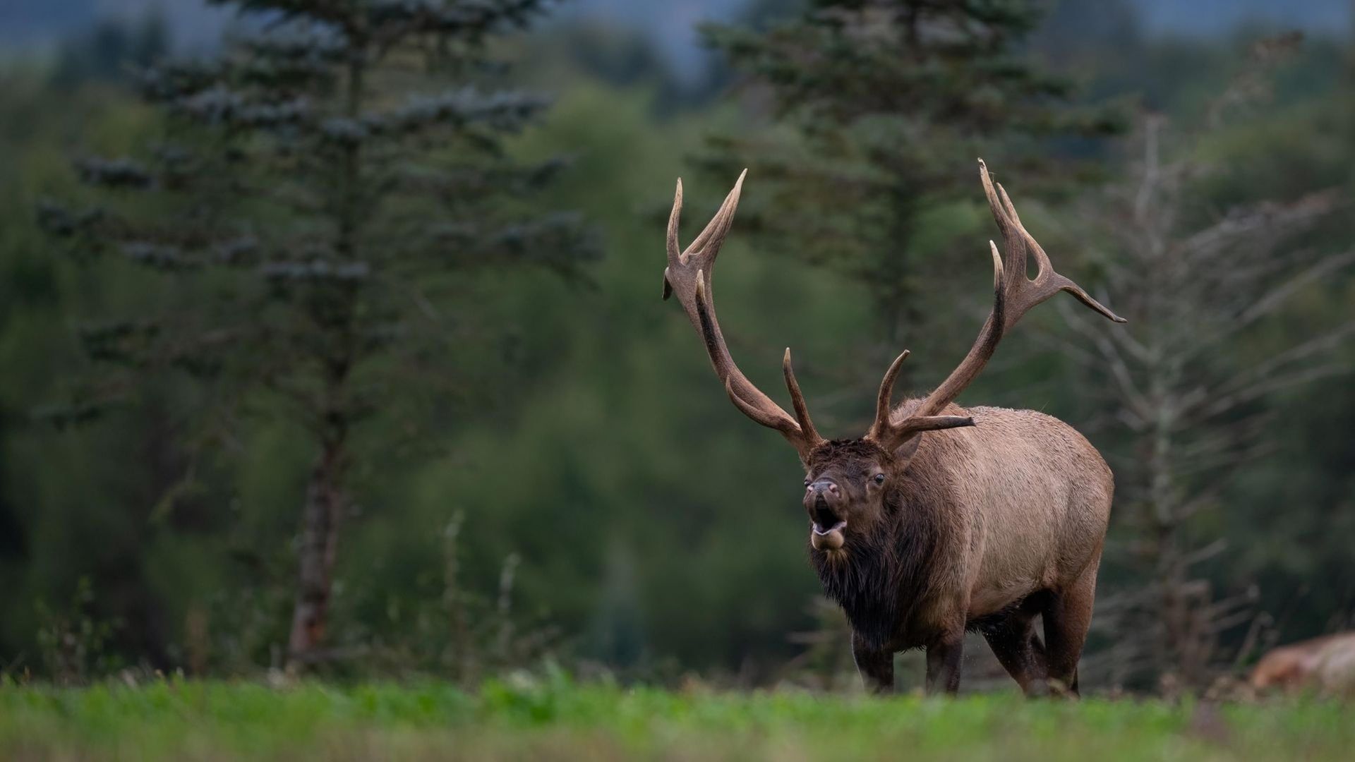 Elk Country background