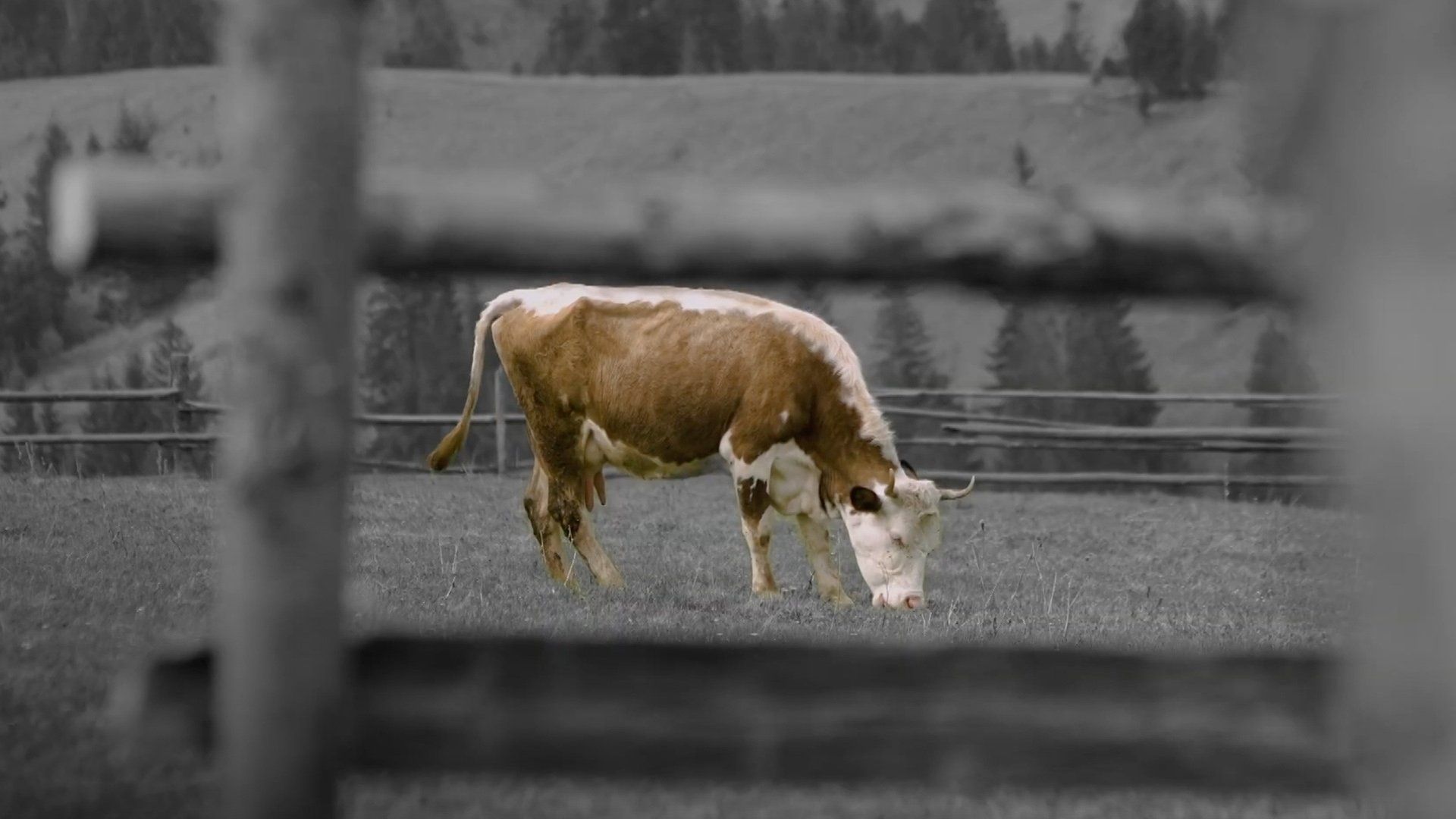 animal. background