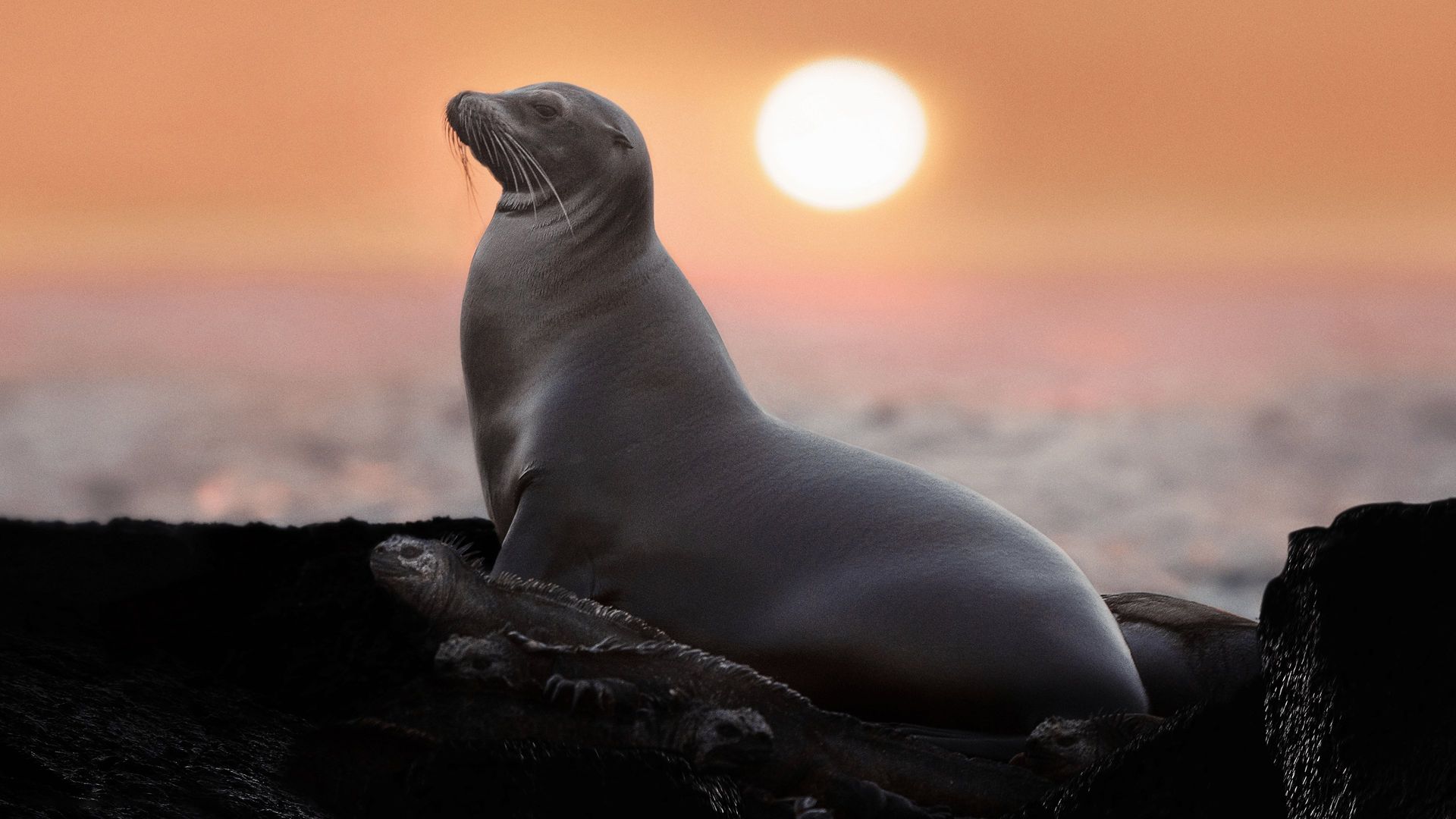 Sea Lions of the Galapagos background