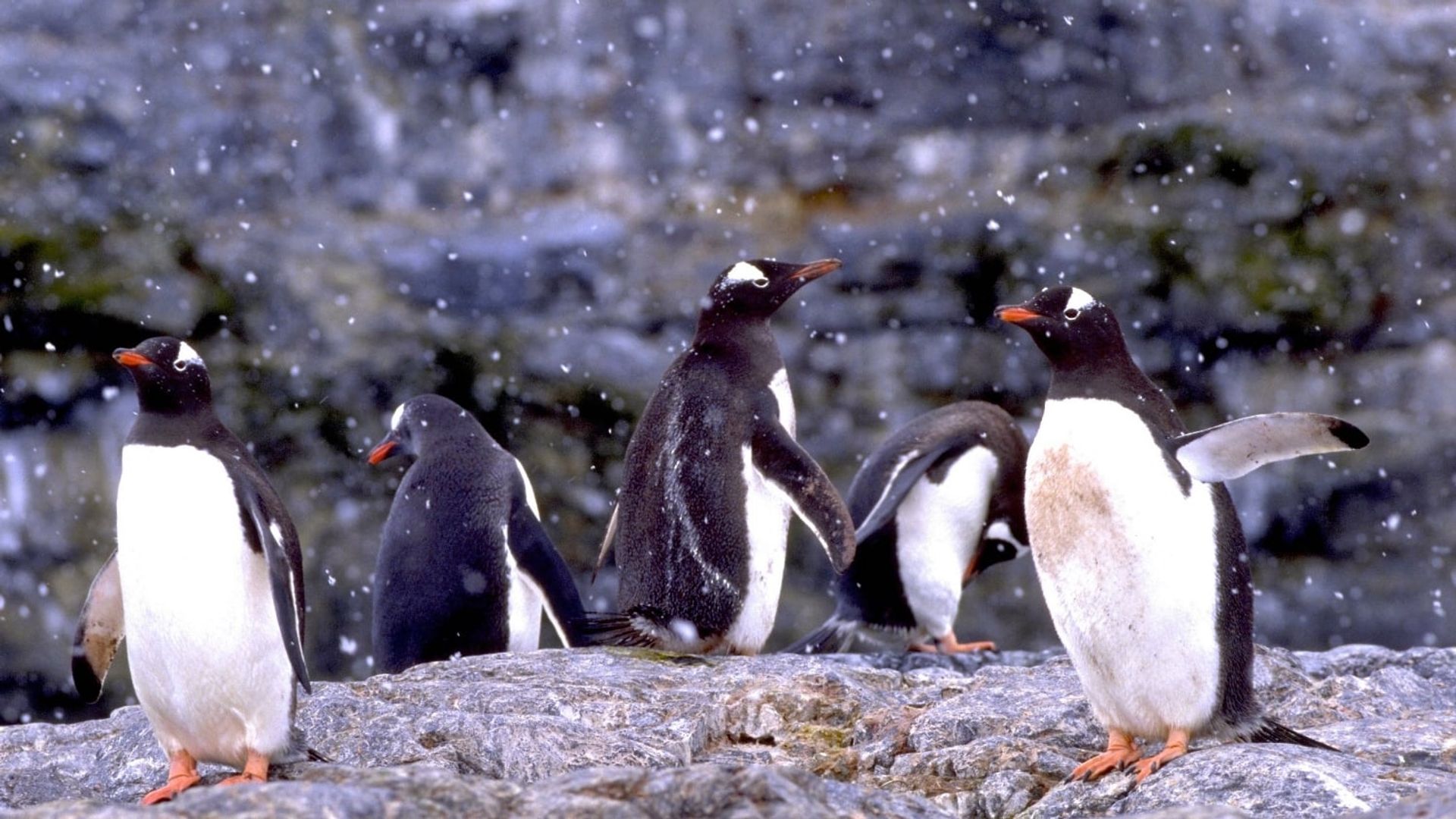 The Penguin Counters background