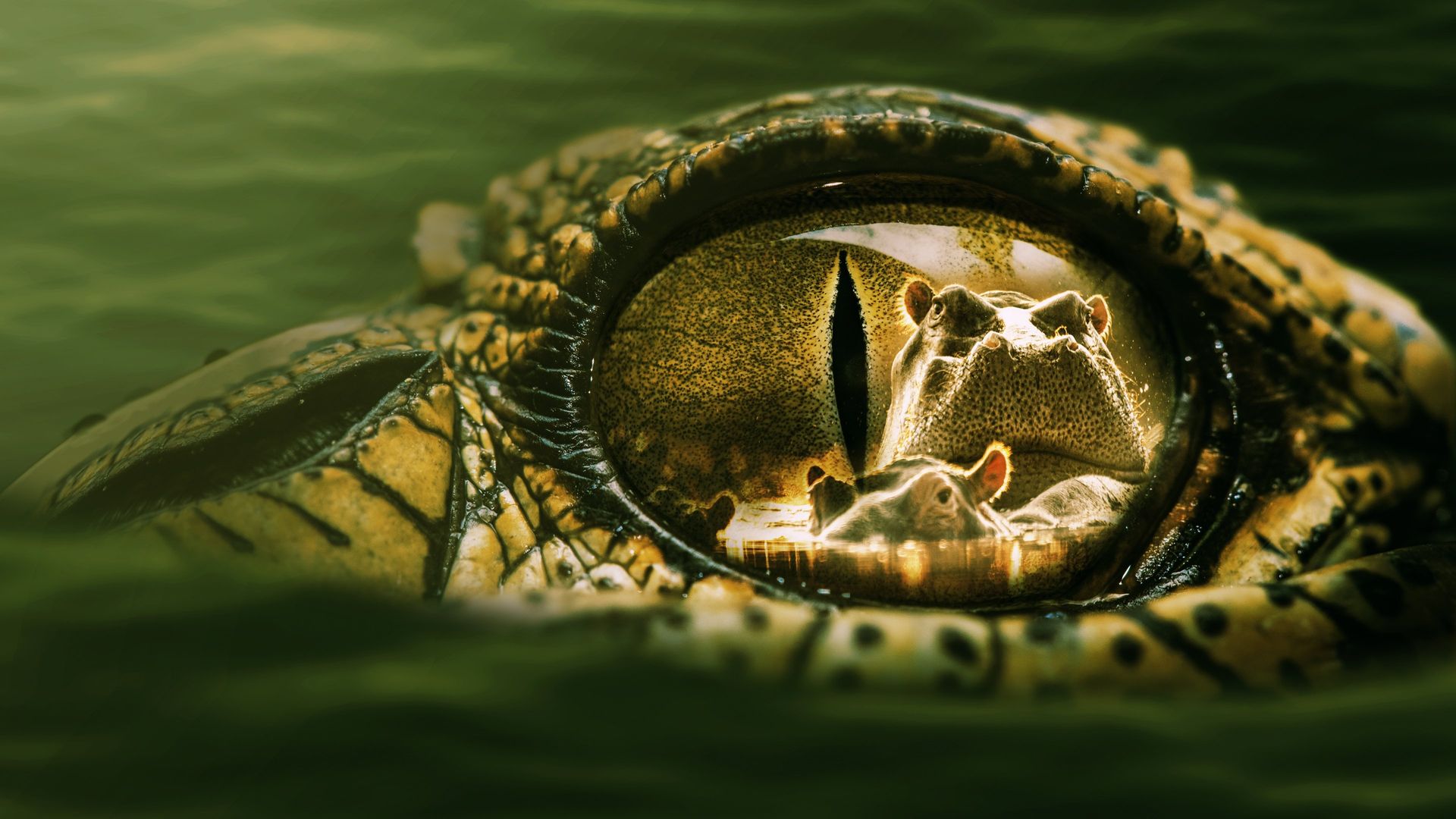 Hippo vs Croc background