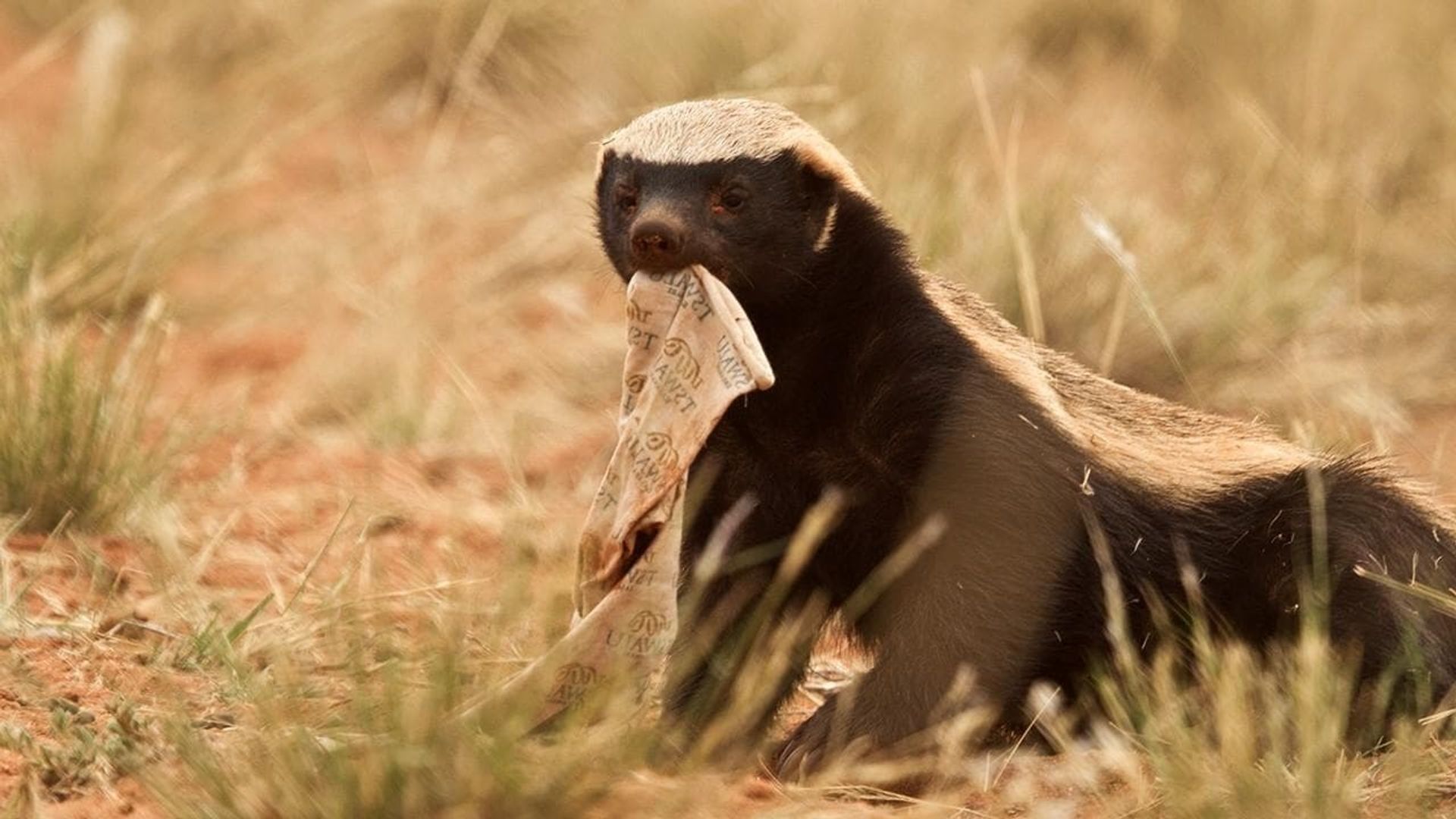 Ultimate Honey Badger background