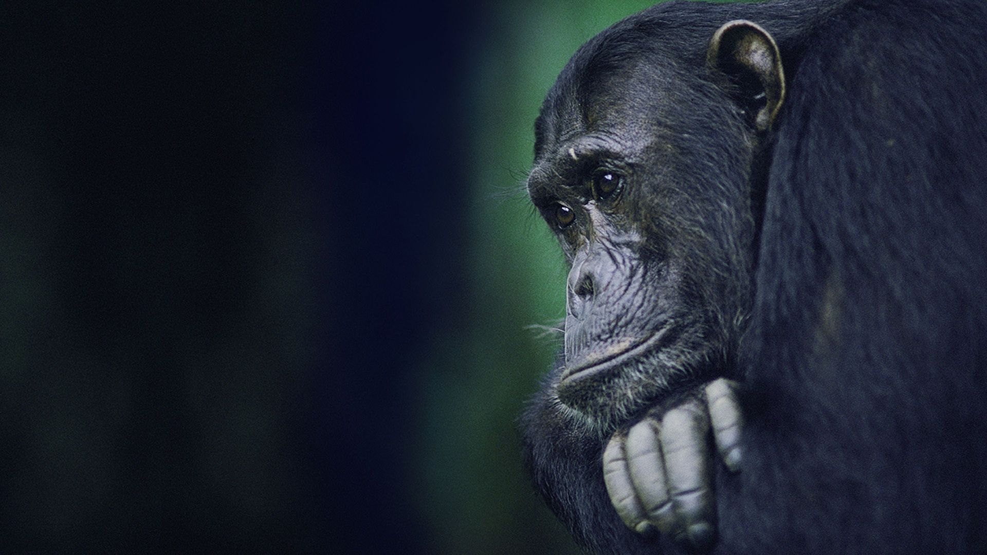 Kingdom of the Apes background