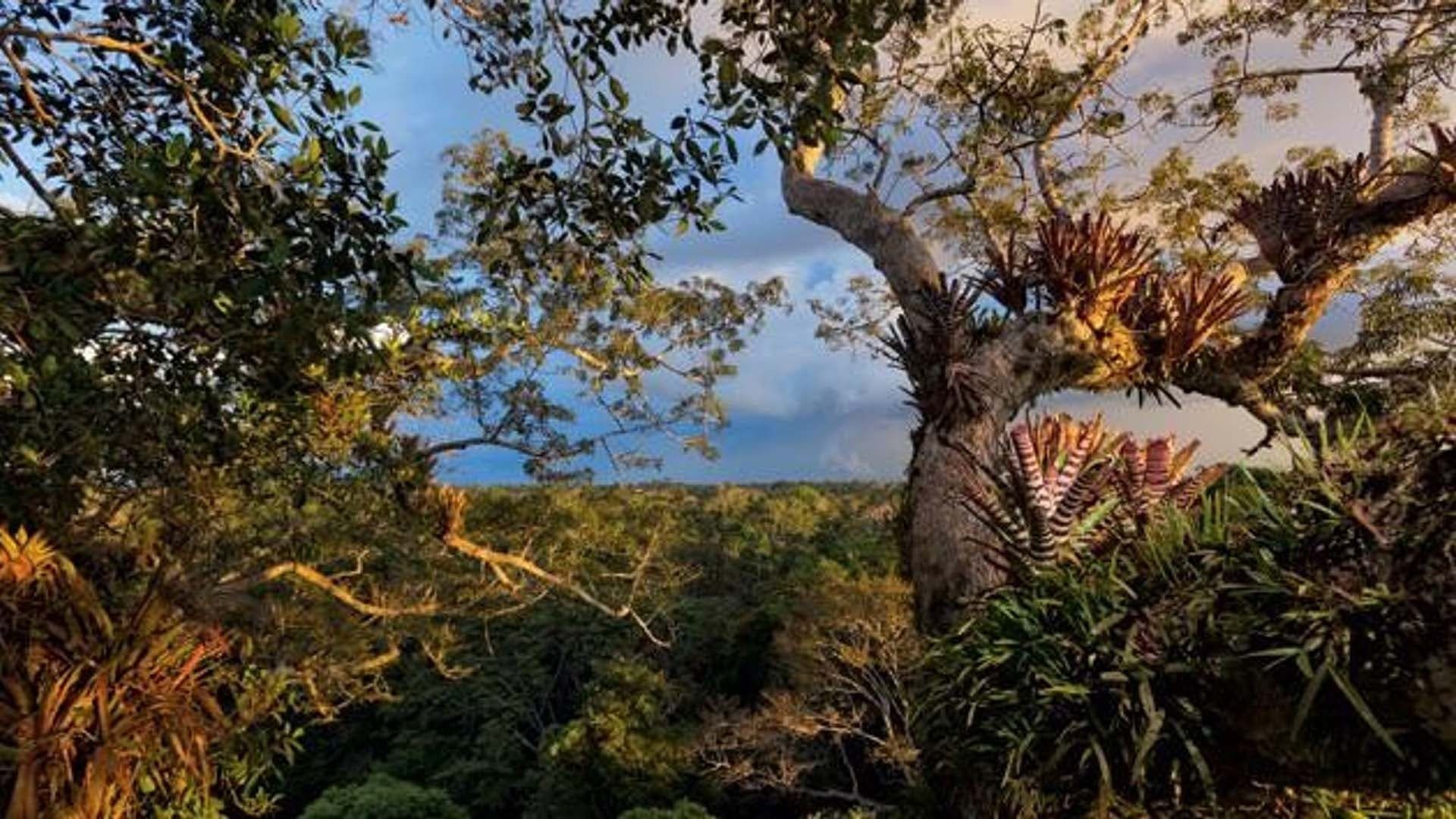 The Secret Life of the Rainforest background
