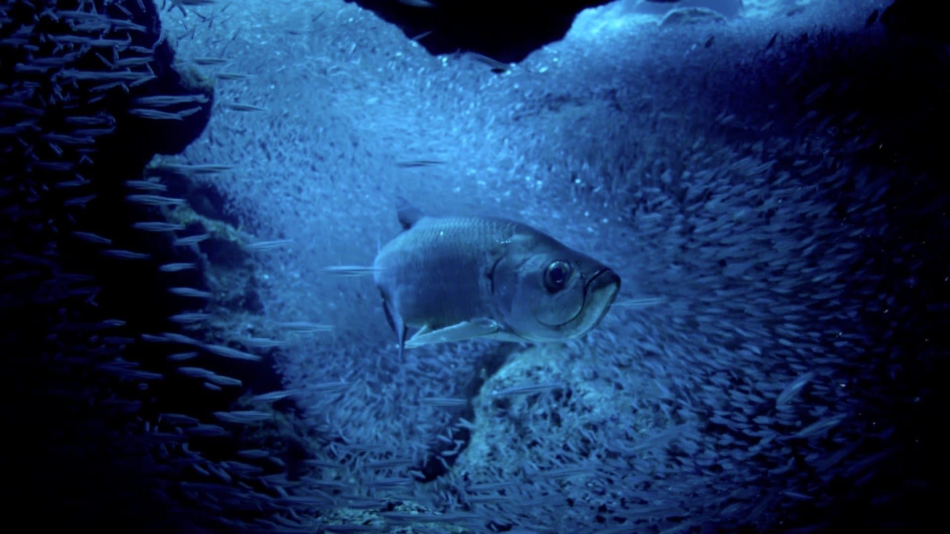 Atlantic: The Wildest Ocean on Earth background