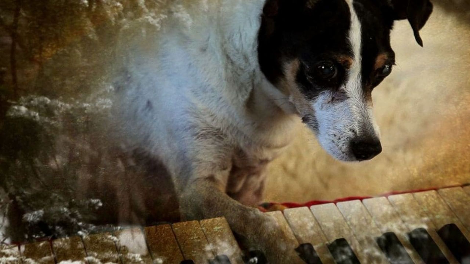 Heart of a Dog background