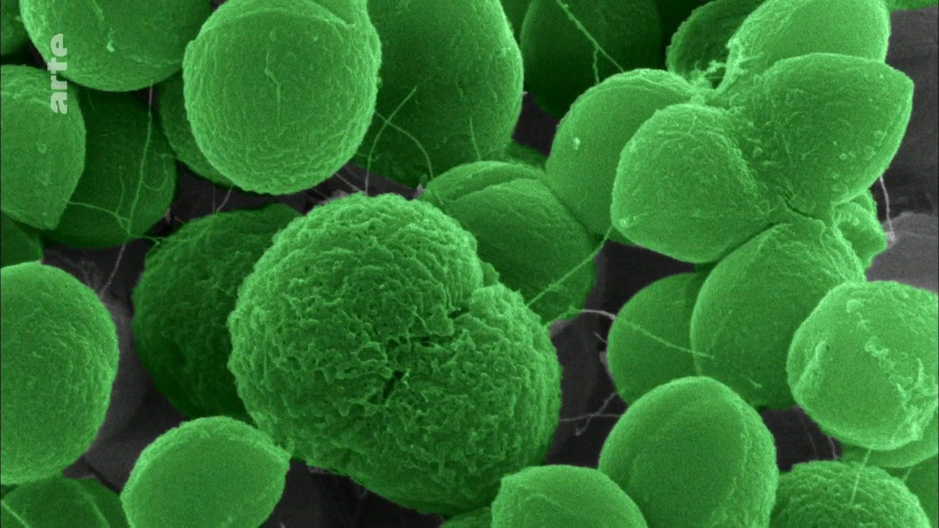 The Nature of Things: The Antibiotic Hunters background