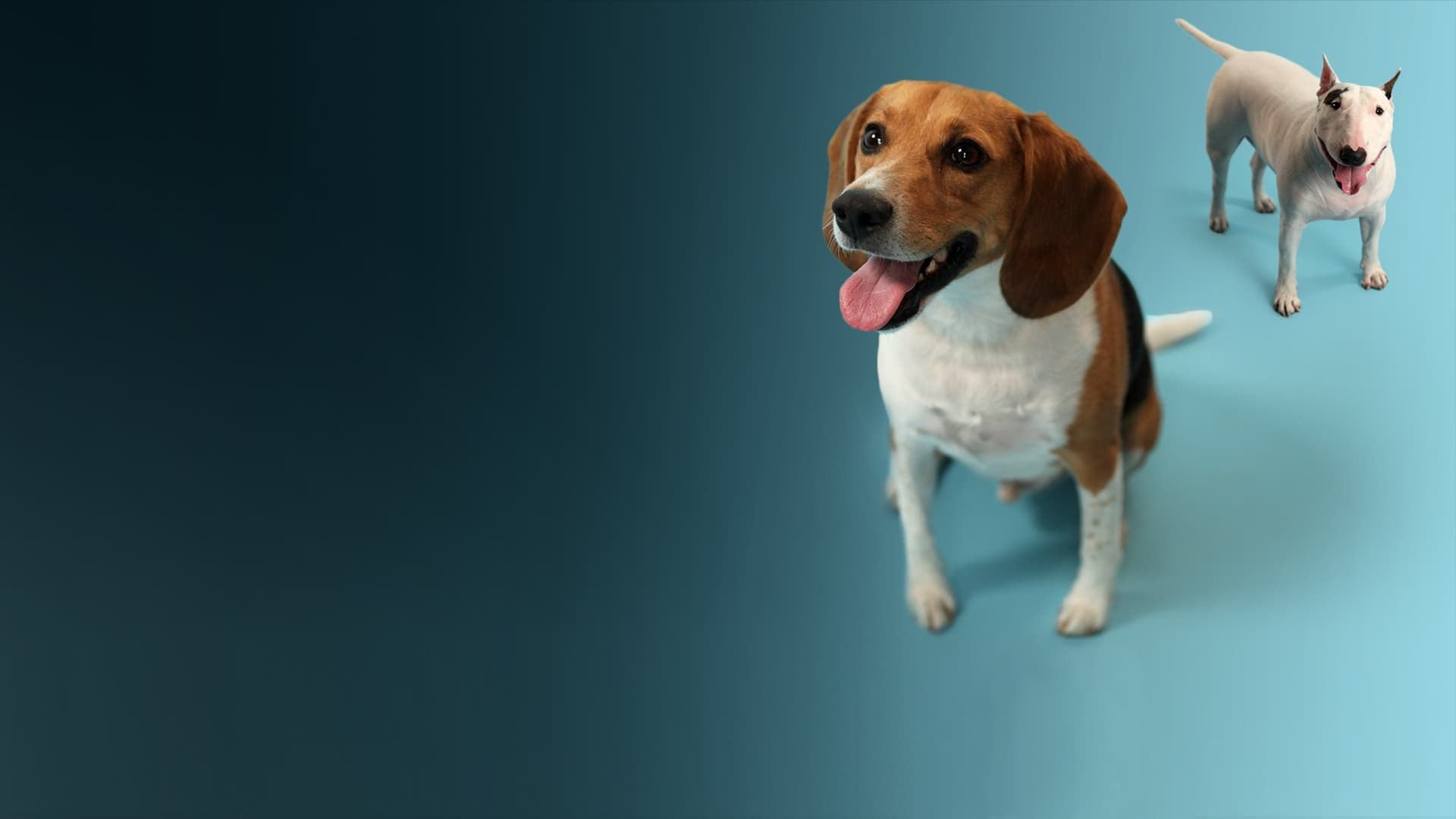 How Dogs Got Their Shapes background
