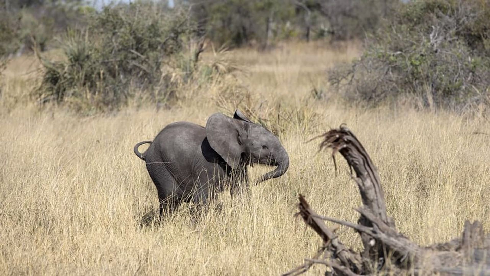 Naledi: A Baby Elephant's Tale background